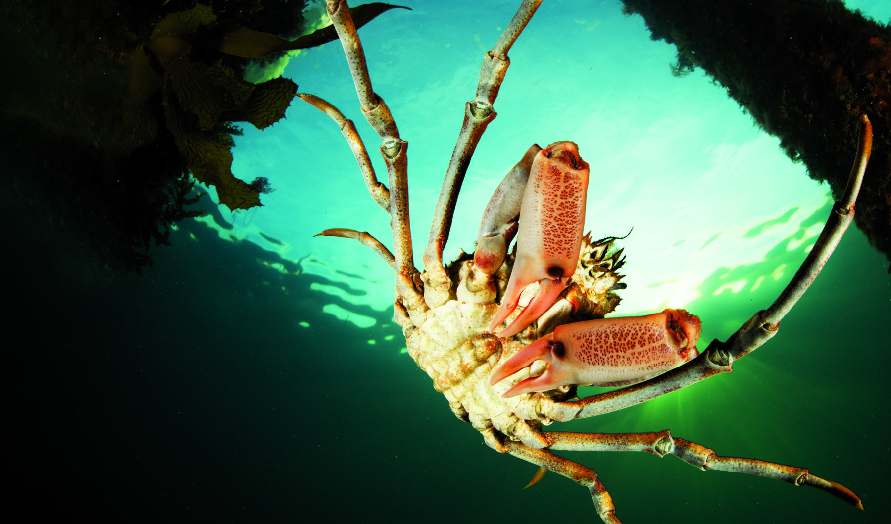 March of the spider crabs - Australian Geographic
