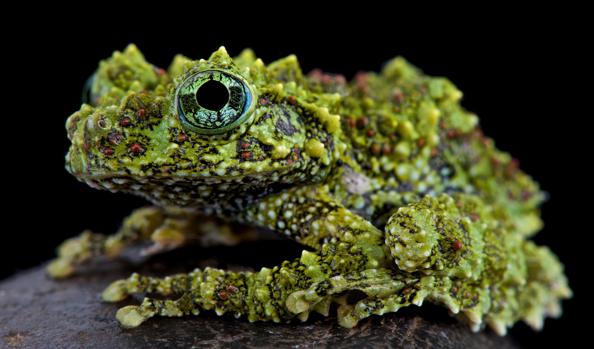 Vietnamese Mossy Frog camouflaged in moss controlled