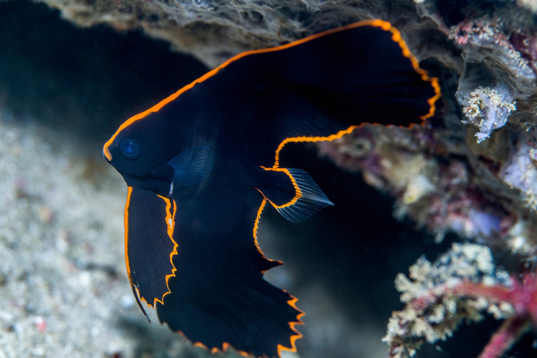 The dusky batfish is like a phoenix rising from the ashes Australian