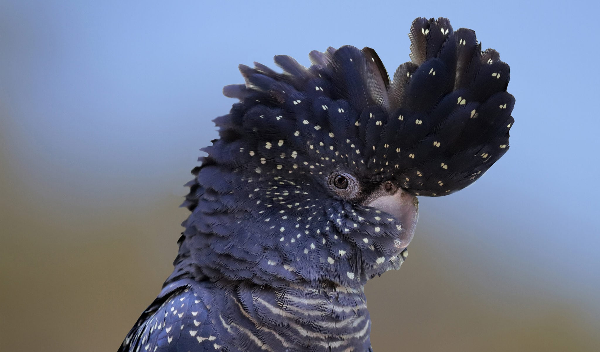 black cockatoo breeds black cockatoo breeds