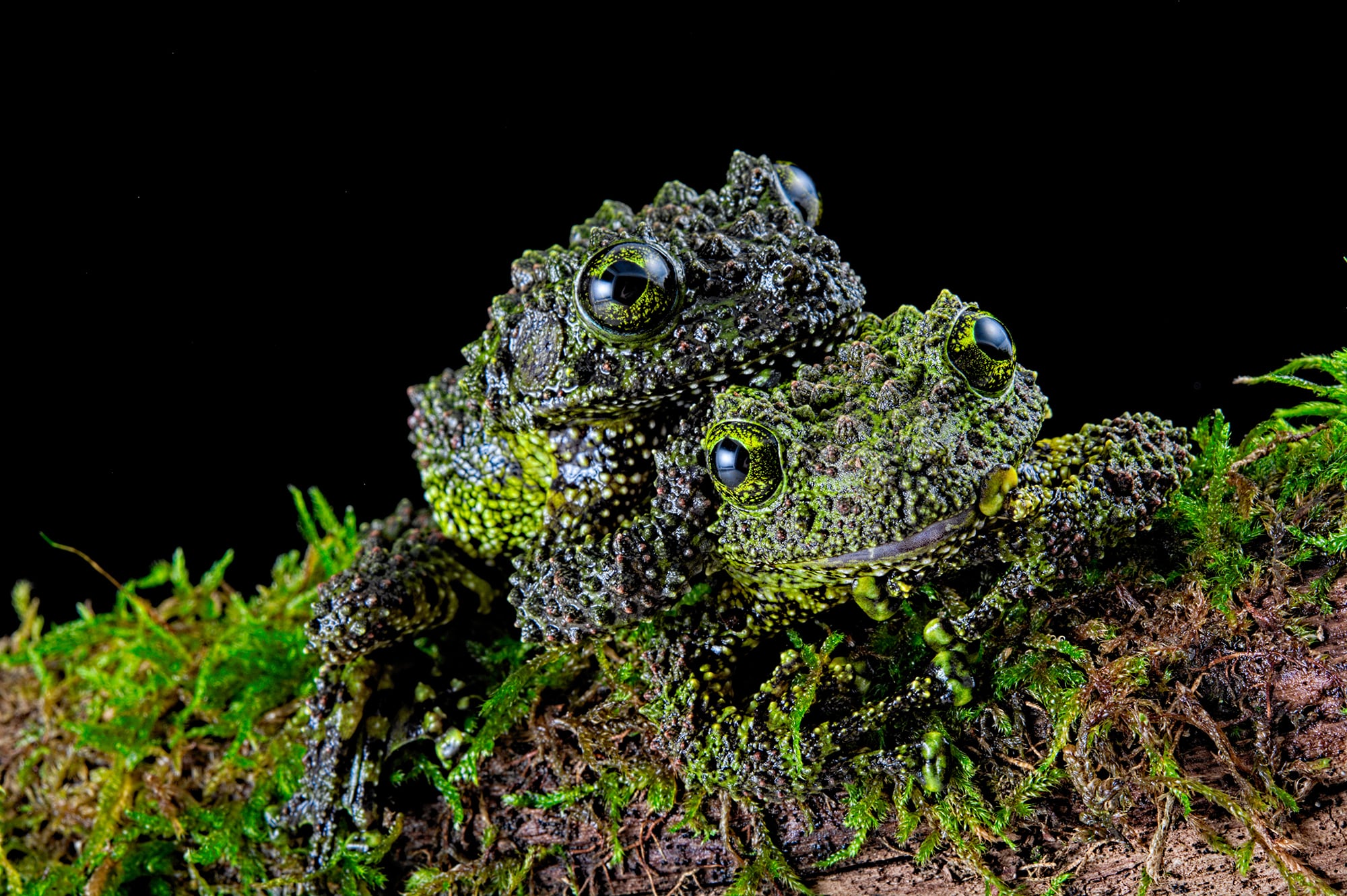 The mossy frog is the sweetest thing Australian Geographic