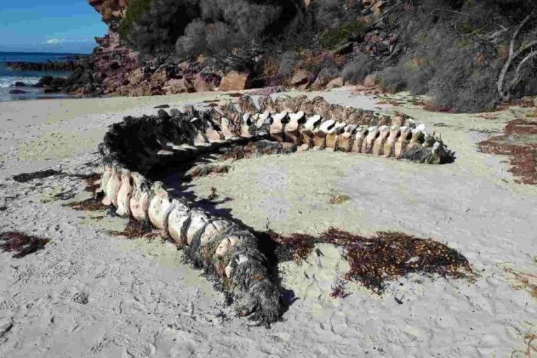 Sixmetre long whale spine washes ashore on NSW far south coast beach