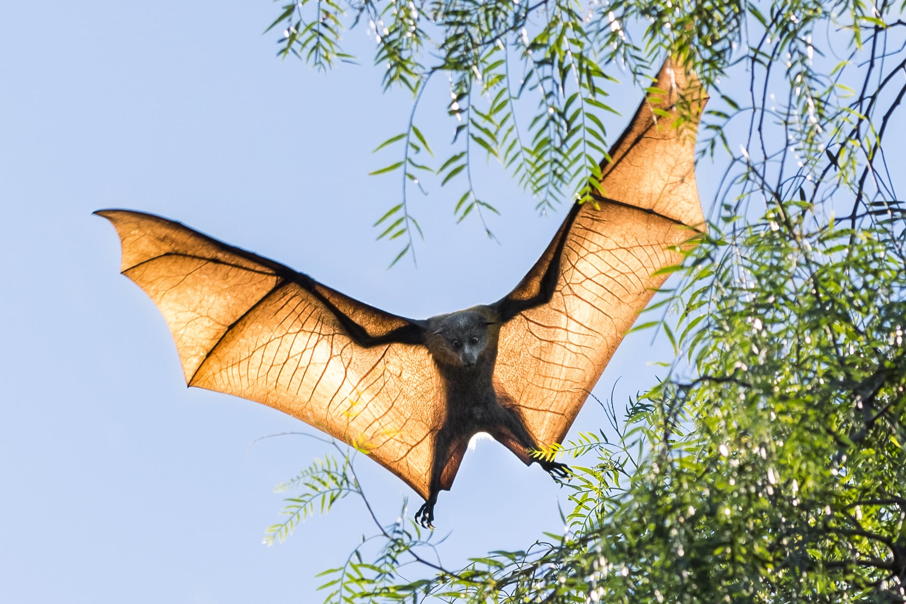 Ordsprog excitation Stadion Are grey-headed flying-foxes headed for a mass starvation event? -  Australian Geographic