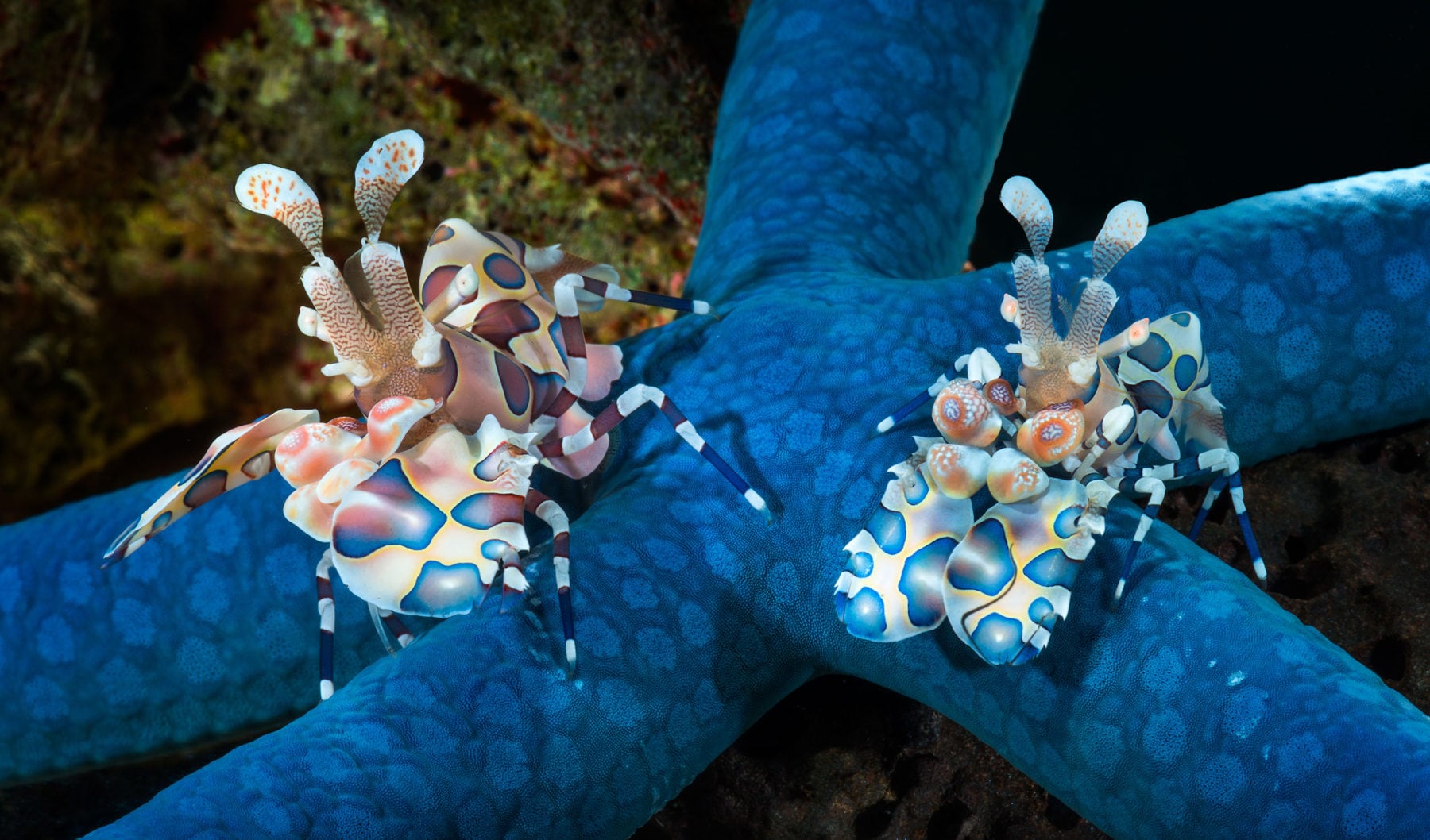 The harlequin shrimp is a starfish assassin Australian Geographic