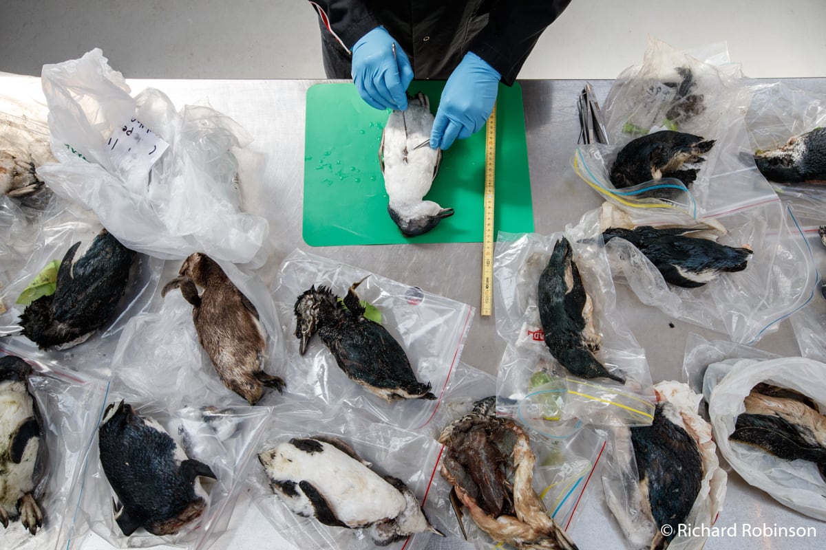 2020 AG Nature Photographer of the Year winners - Australian Geographic