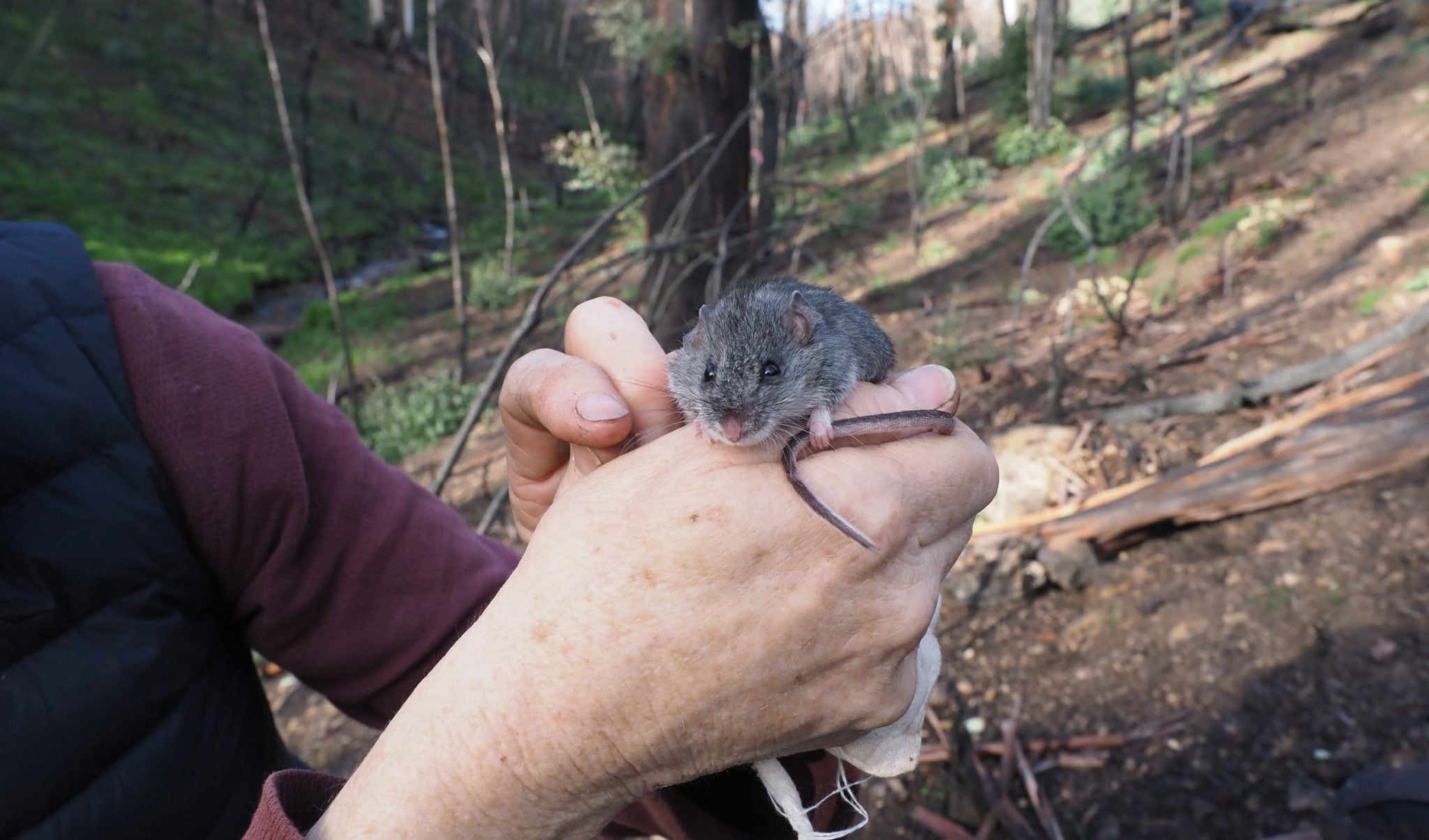 The mystery of the mouse that died of smoke inhalation, but went