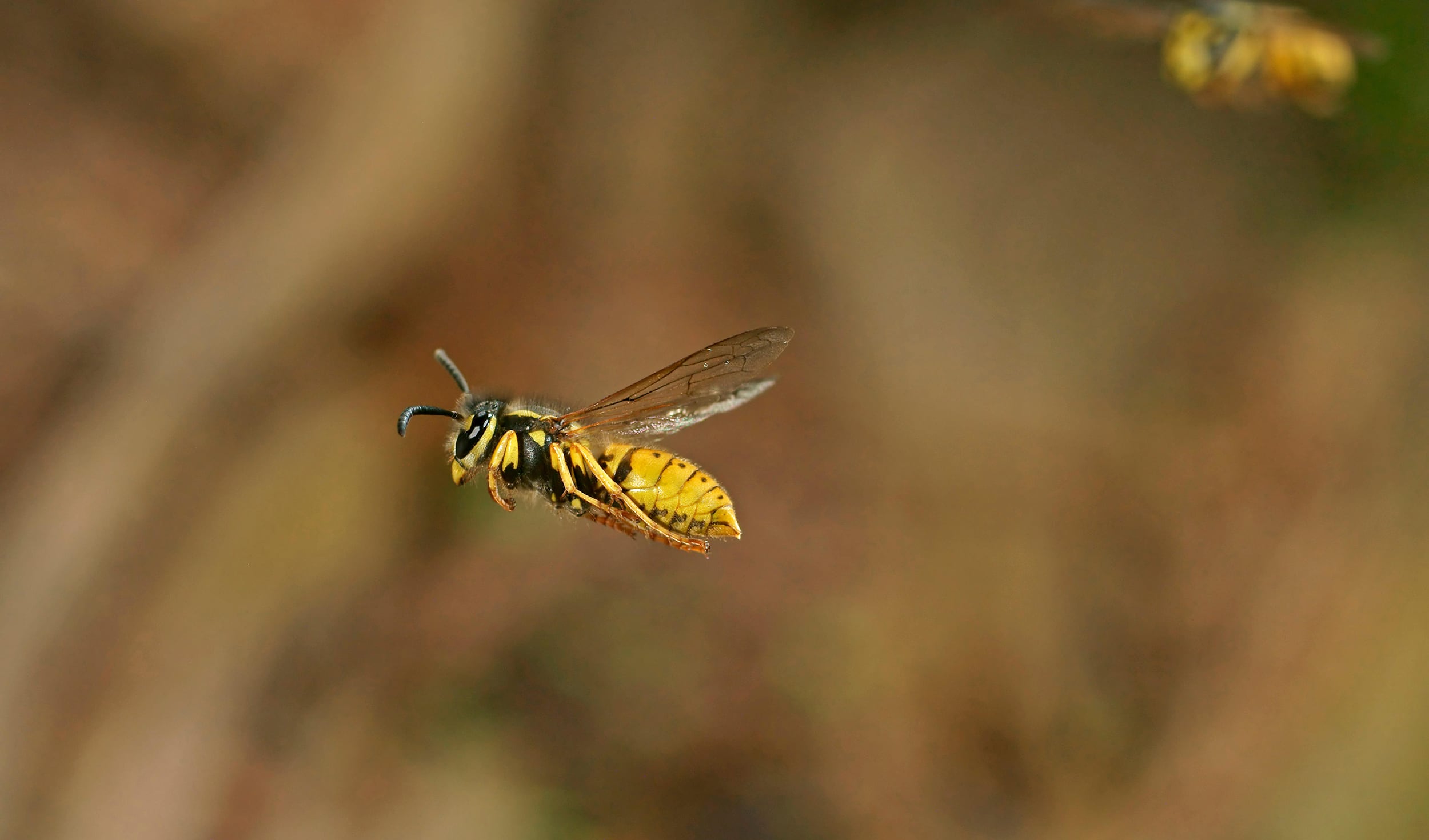 The Invasive Wasp That Decapitates Flies And Bullies Dingoes the-invasive-wasp-that-decapitates-flies-and-bullies-dingoes