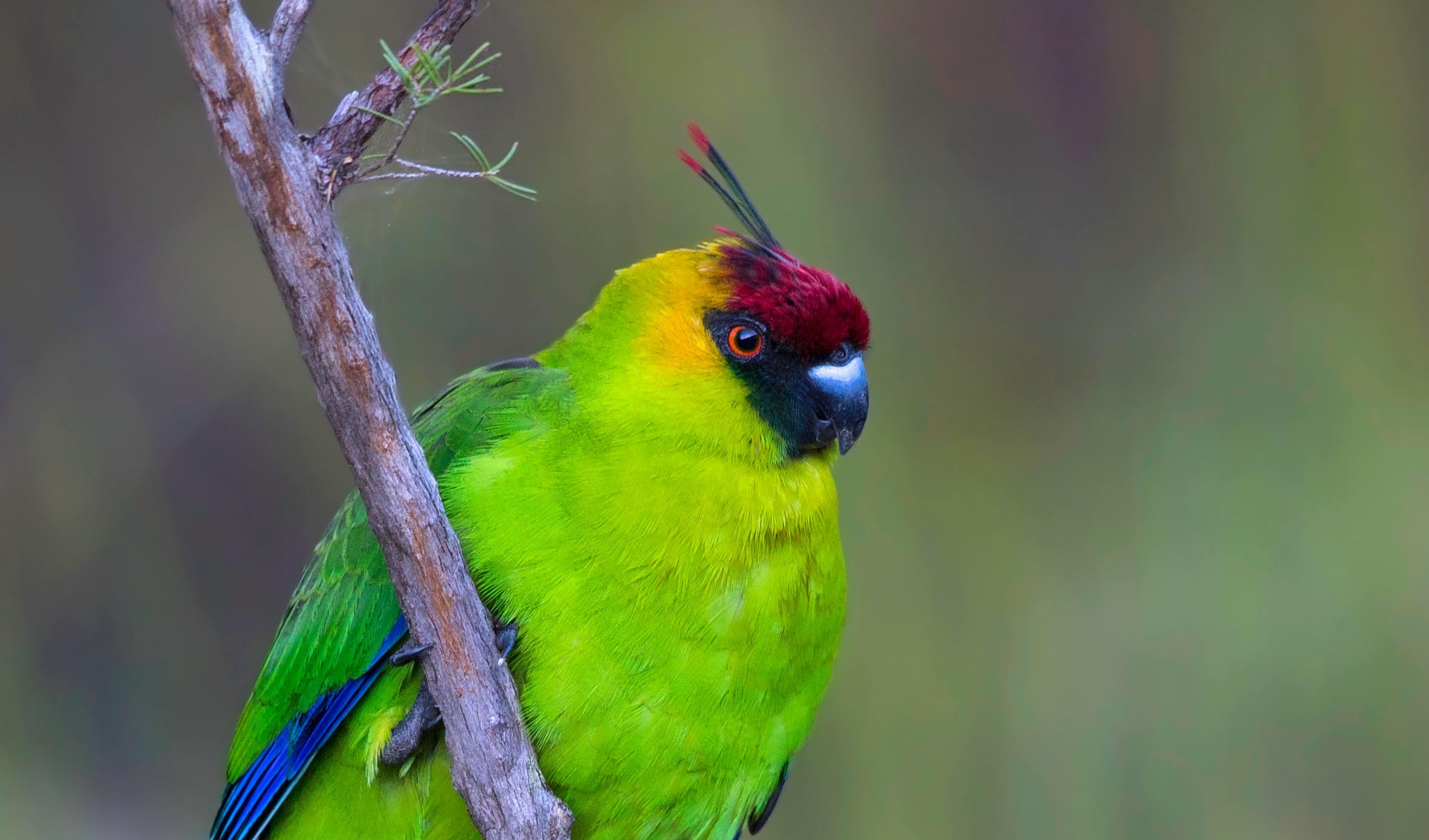 horned-parakeet