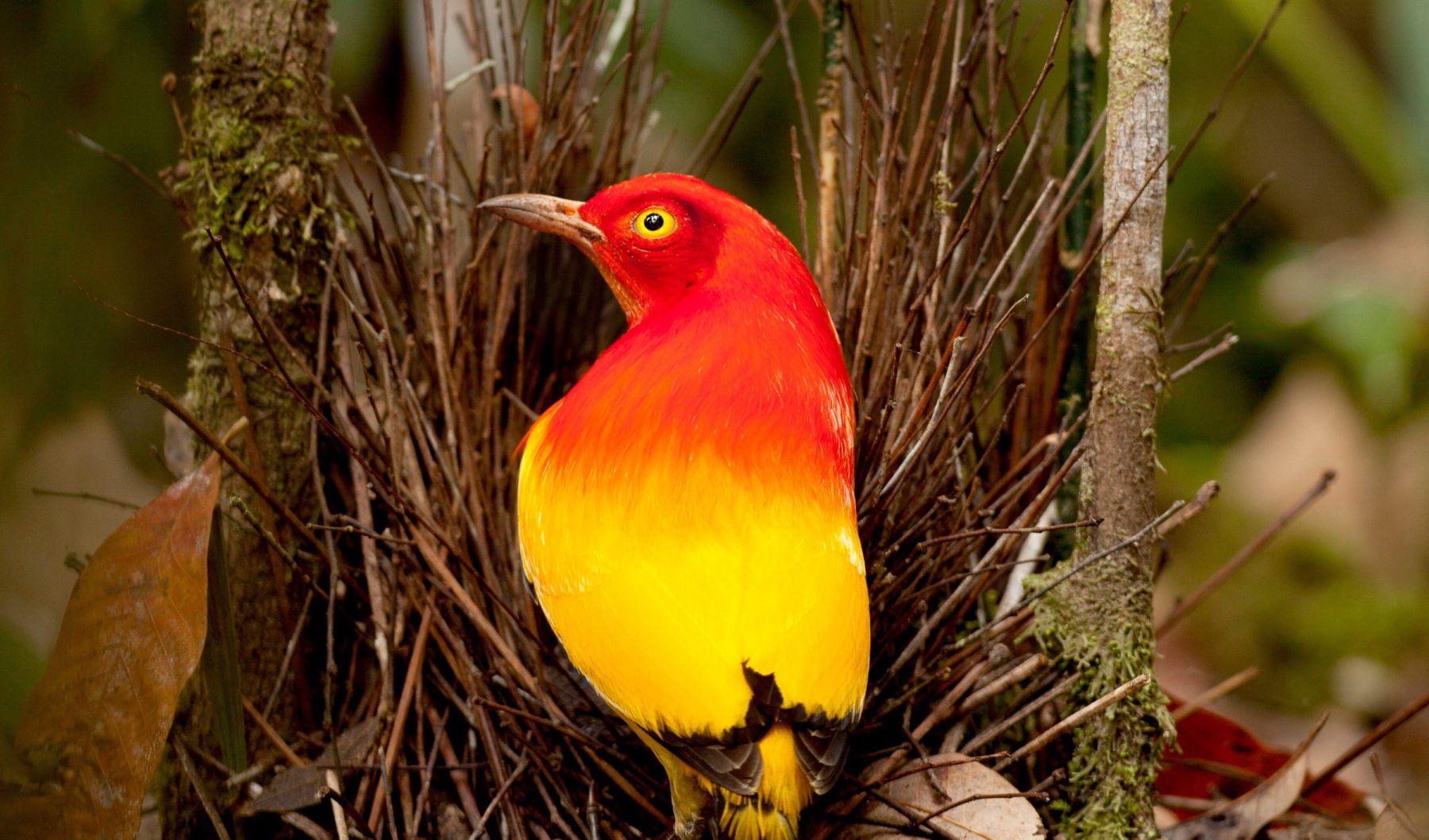 What the flame bowerbird can do with its eyes is mesmerising