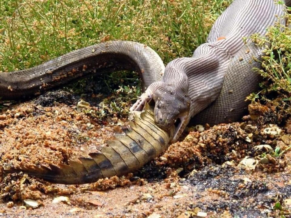 a python swallow Australian crocodile - Australian Geographic