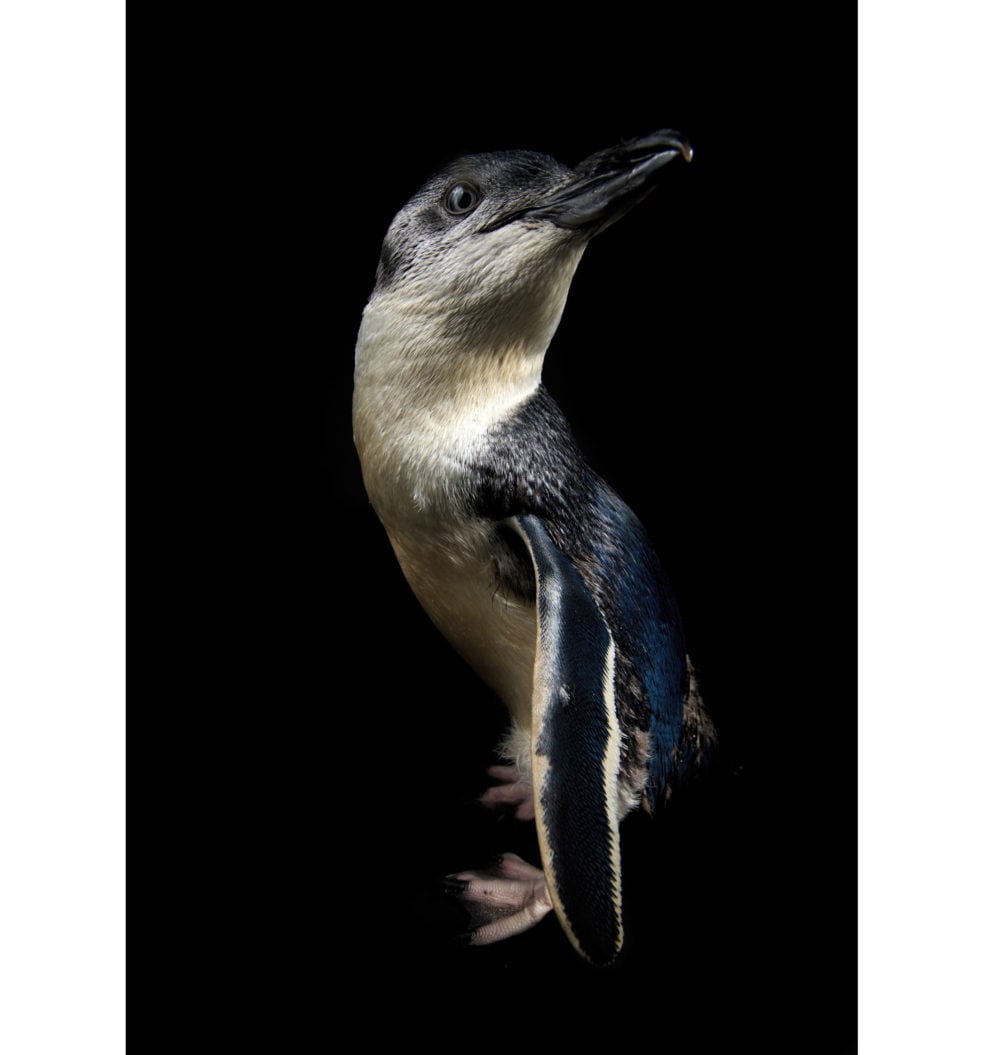 Australasian Nature Photography 2020 The Year's Best Wildlife and