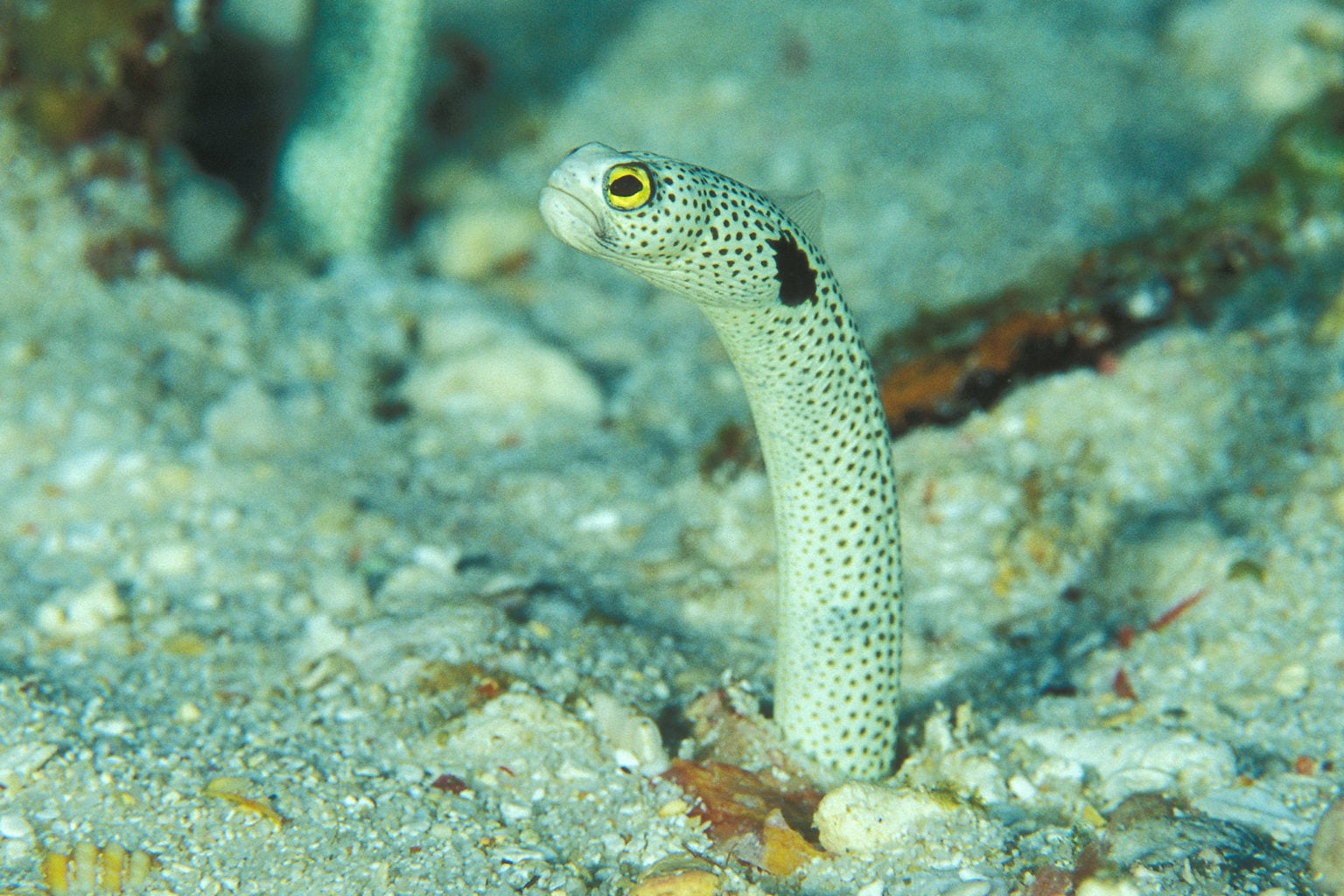 Spotted garden eels are mean little divas Australian Geographic
