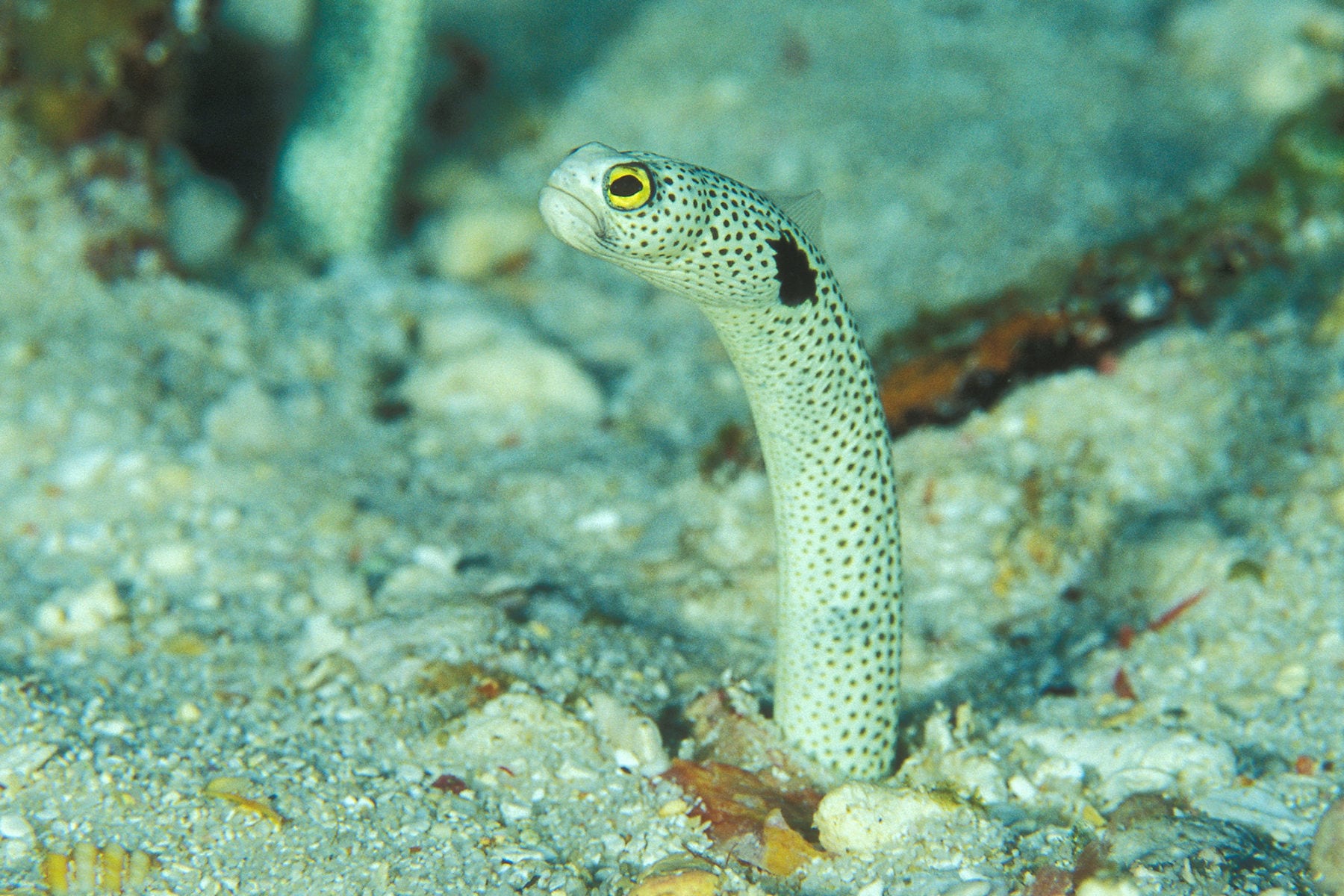 Spotted garden eels are mean little divas - Australian Geographic