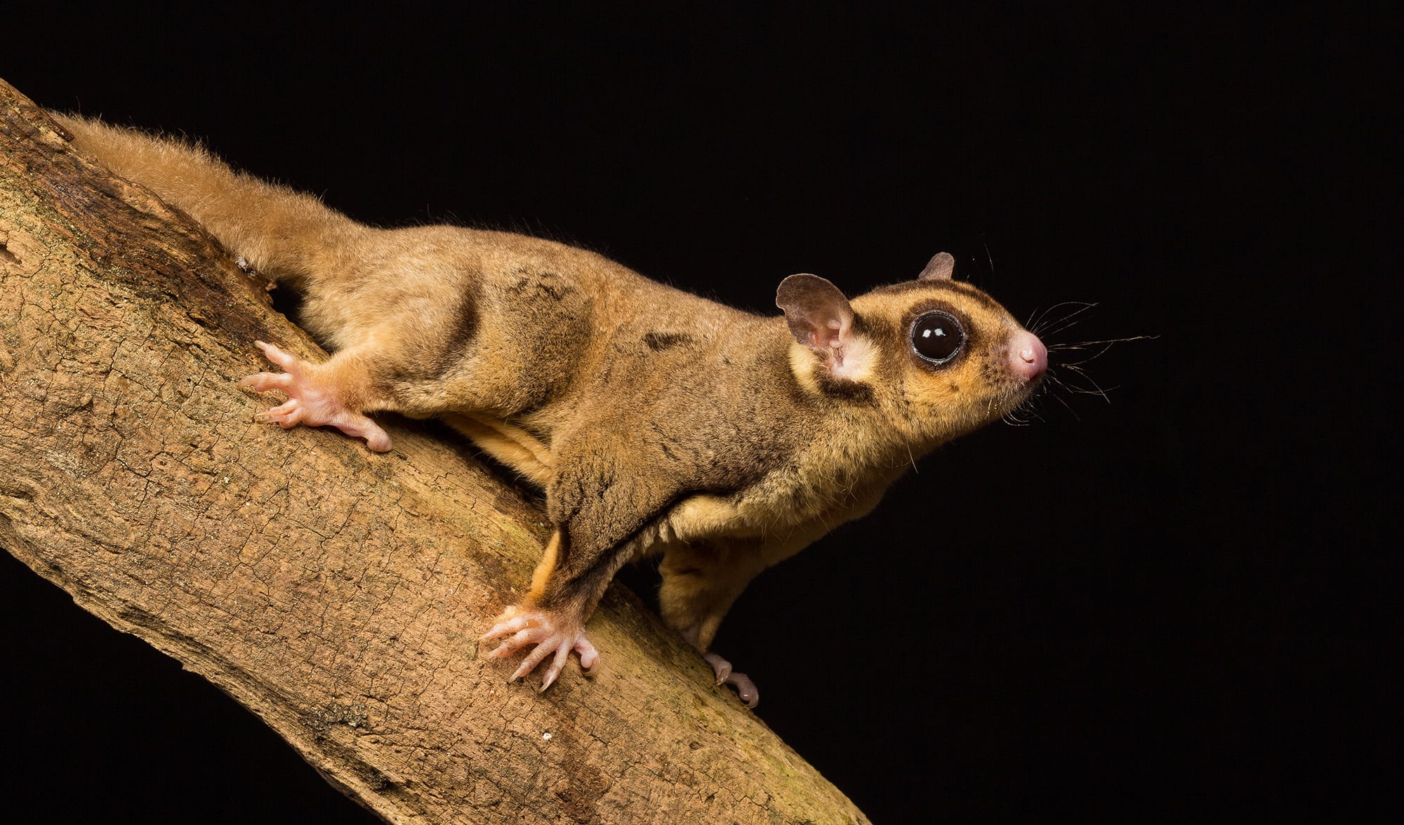 Meet the the 'savanna glider': Scientists have discovered sugar glider is  actually three species - Australian Geographic