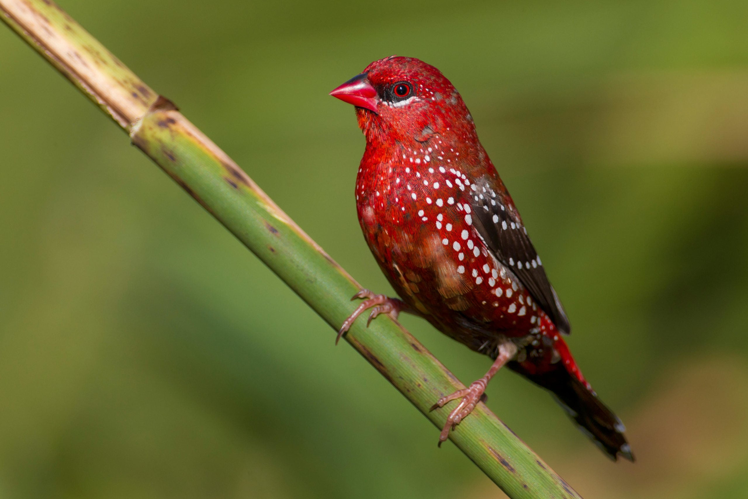 The red strawberry finch is the sweetest songbird - Australian Geographic