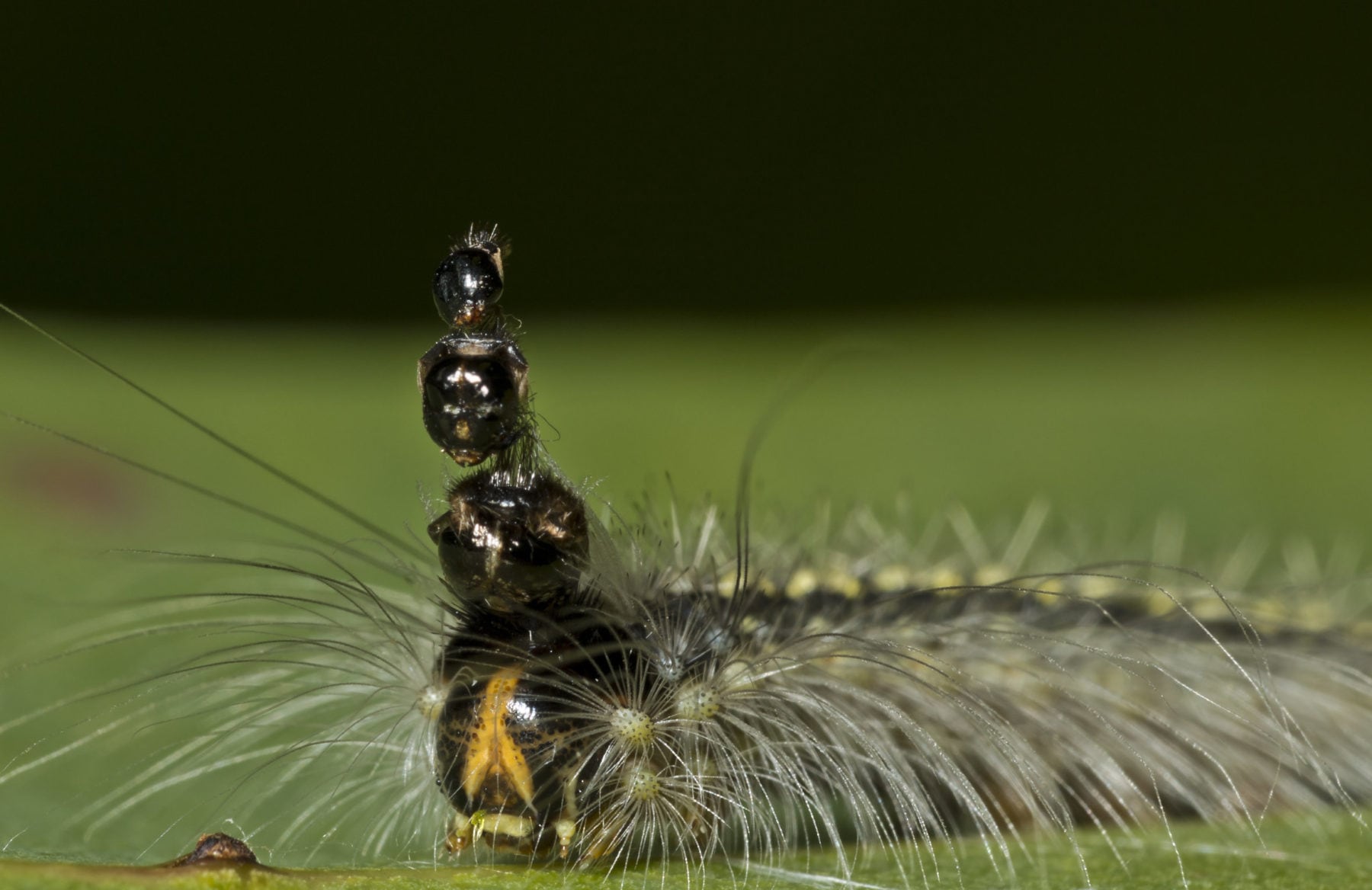 The headstacking caterpillar wears its old heads as a hat Australian