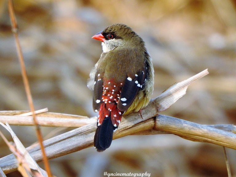The red strawberry finch is the sweetest songbird Australian Geographic