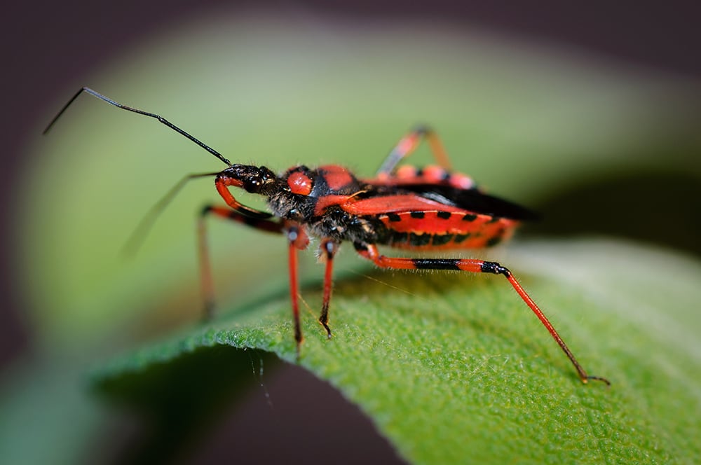 shutterstock_1545767087.jpg