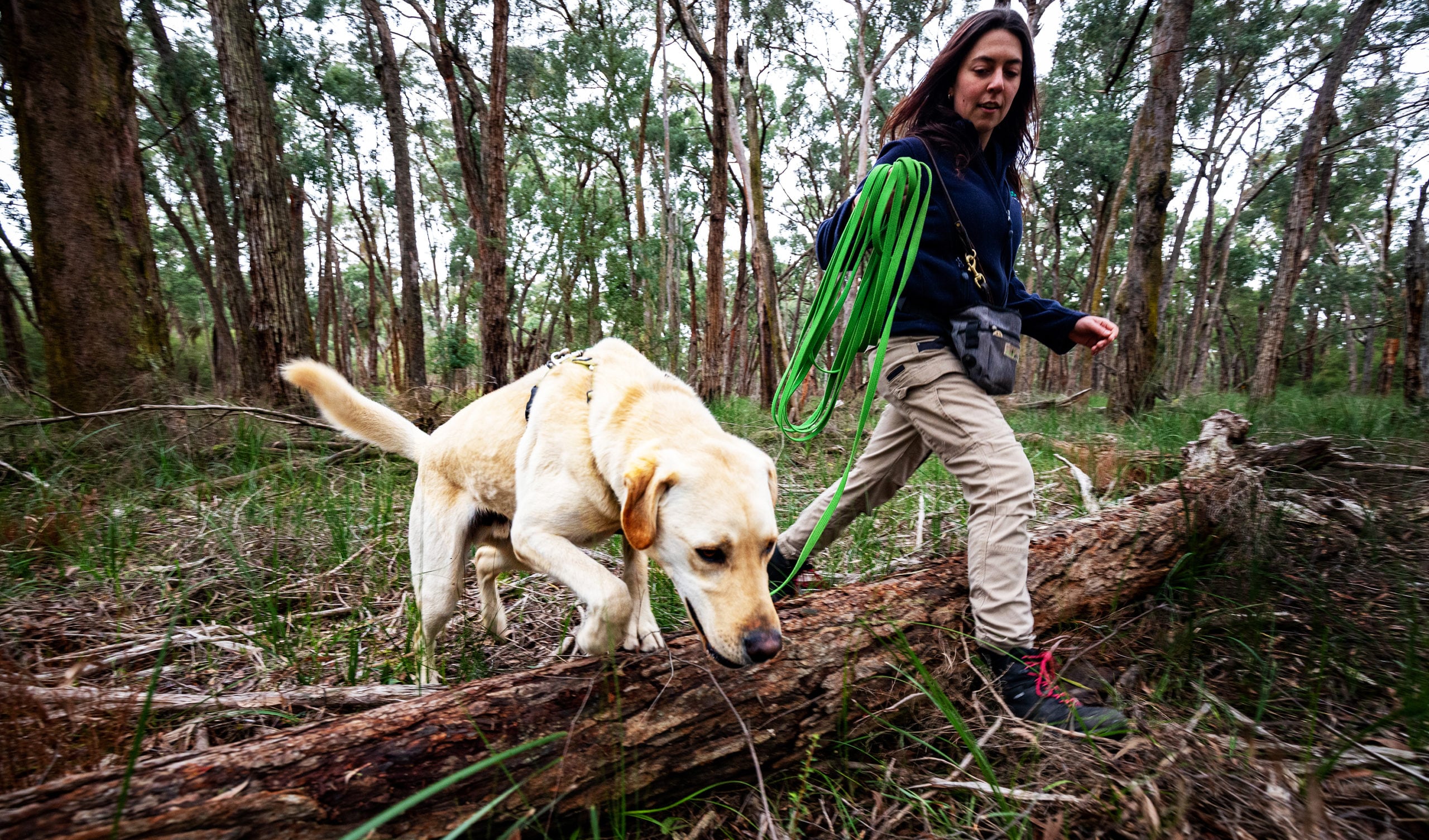 Conservation caninestyle the dogs keeping embattled native Australian species from extinction Conservation caninestyle the dogs keeping embattled native Australian species from extinction