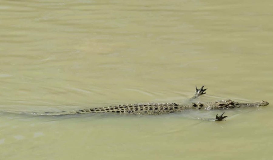 The Strange, Grisly World of Crocodile Hunting in Australia