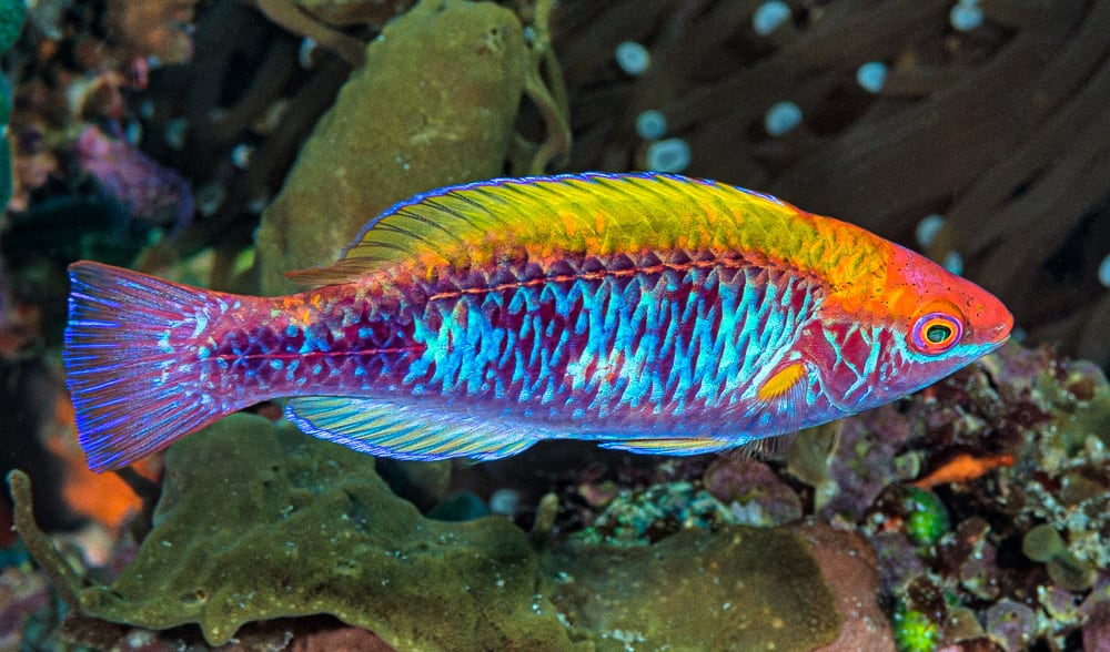 [Image: fairy-wrasse.jpg]