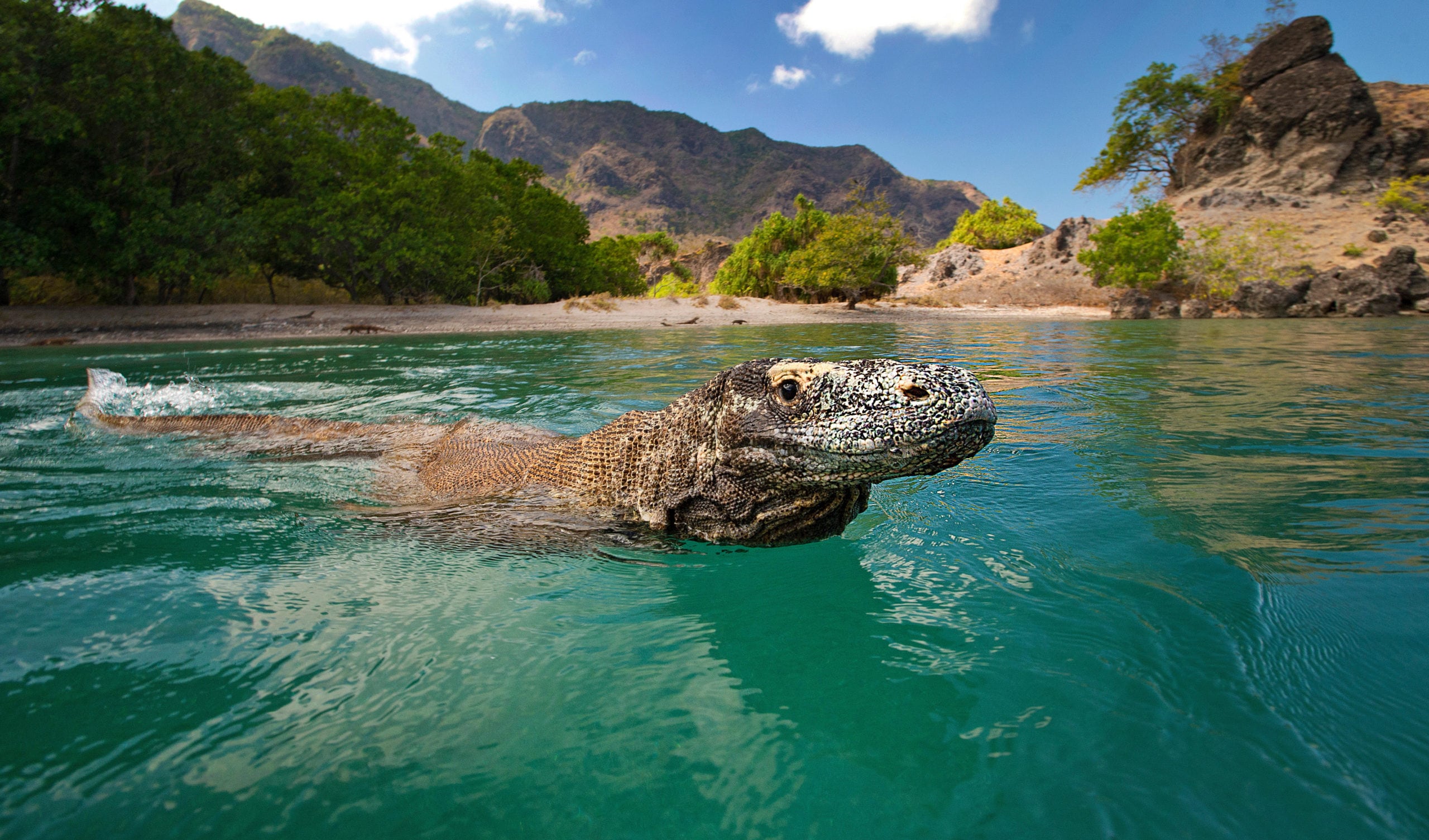 Komodo Dragon Ecosystem