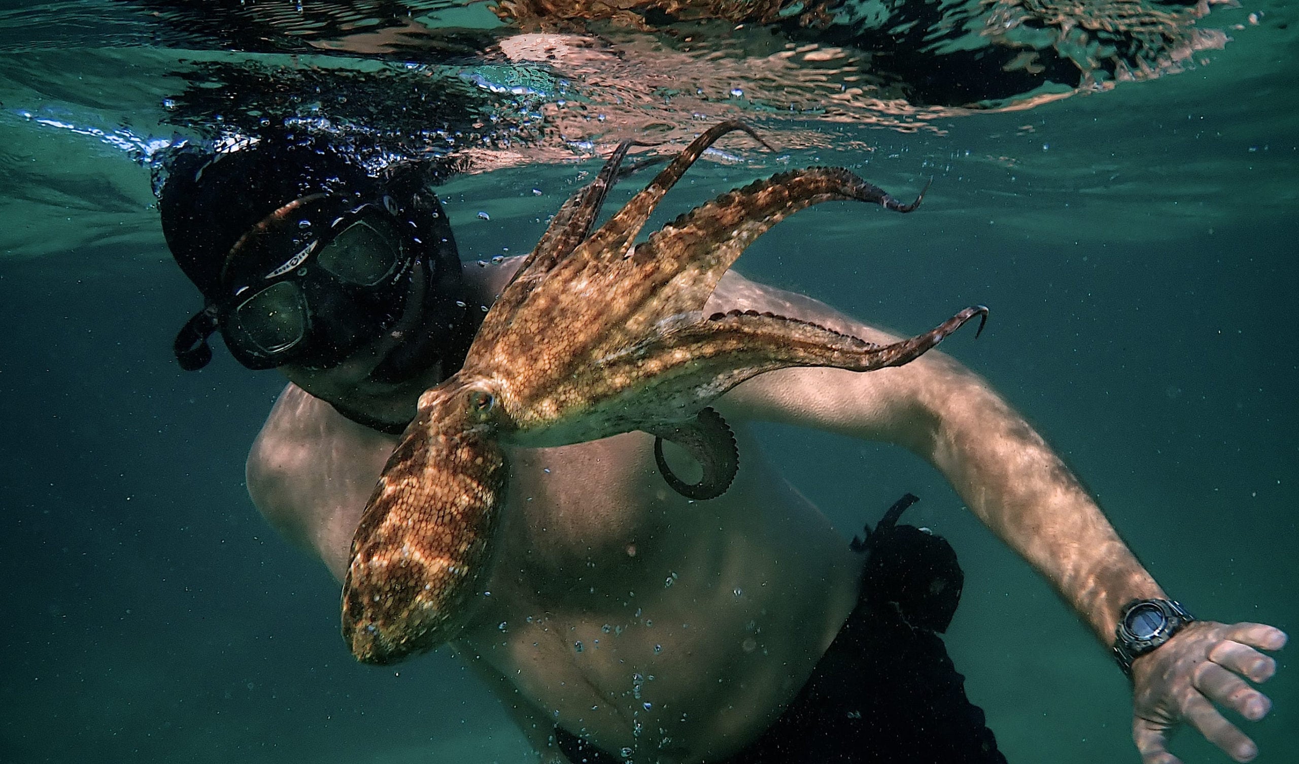 Octopus scientists love 'My Octopus Teacher' just as much as you do -  Australian Geographic