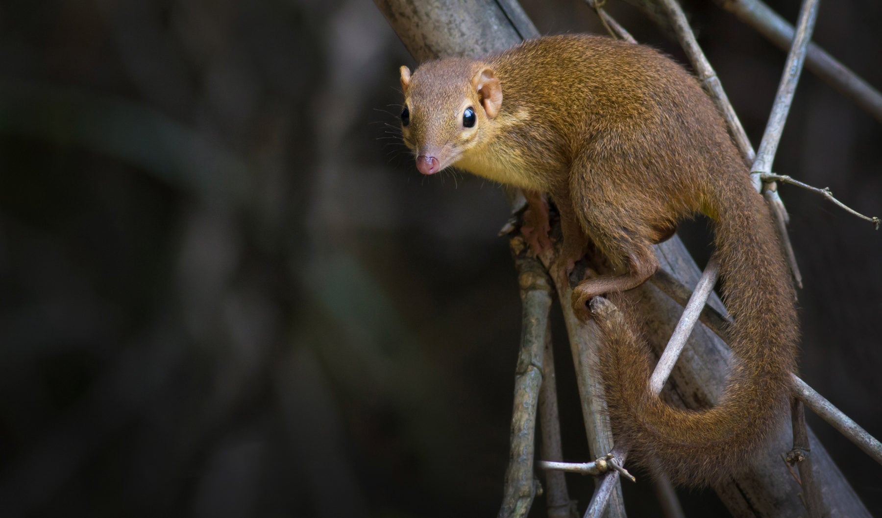 Treeshrews love spicy food and can’t get drunk Australian Geographic