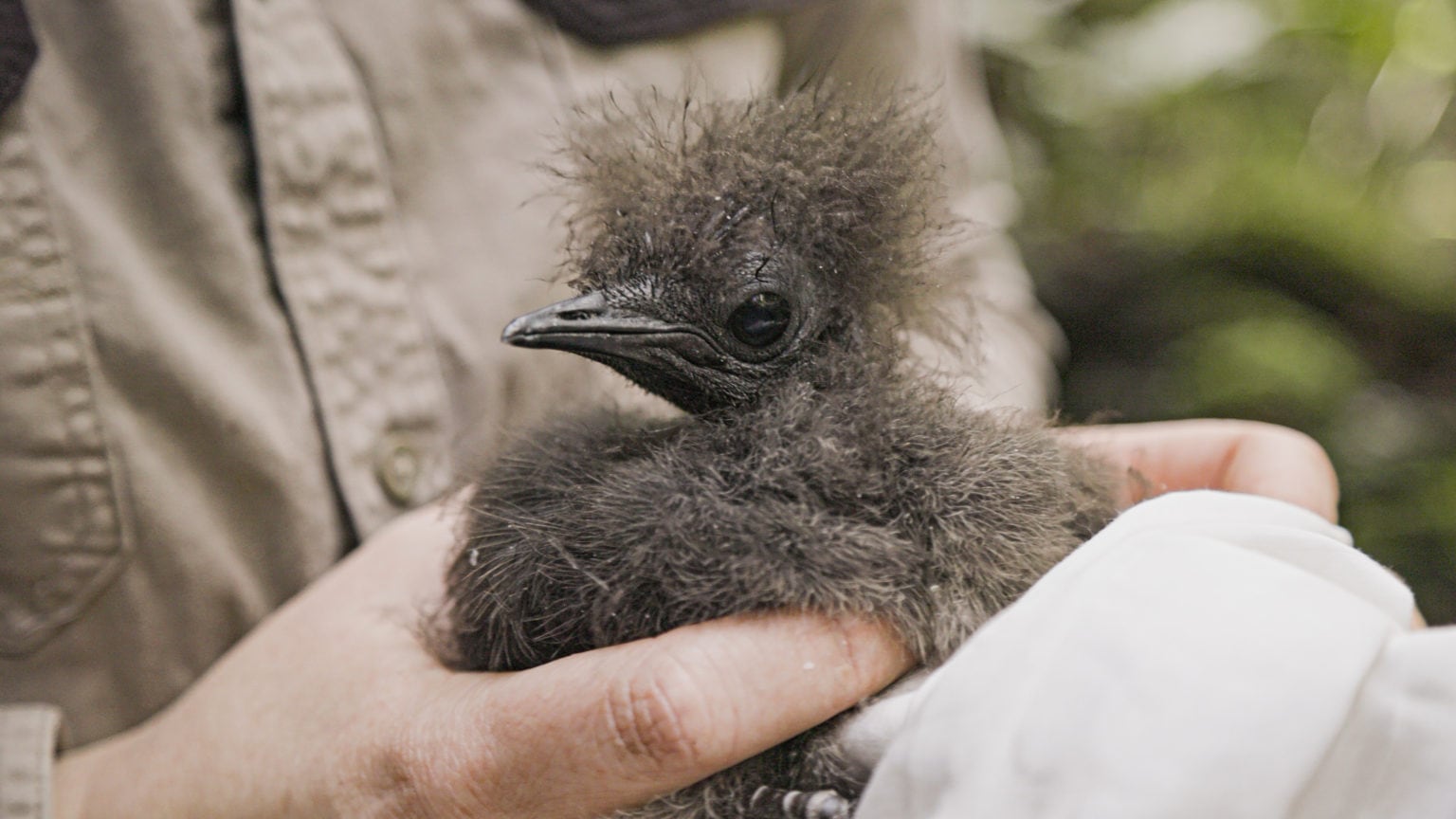 A lyrebird chick to brighten your day Australian Geographic