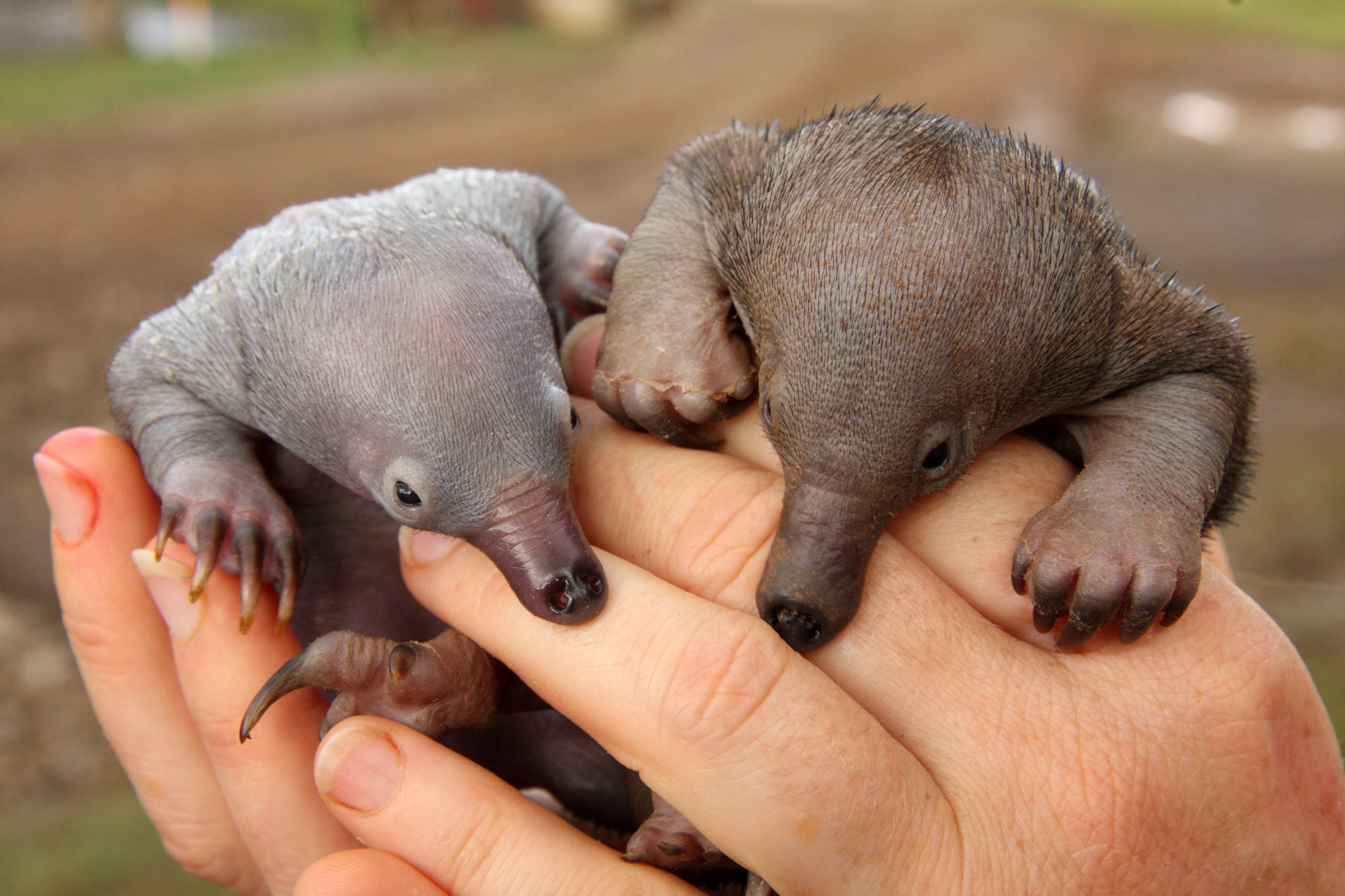 puggle platypus puggle platypus