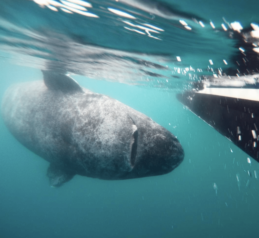 Greenland shark