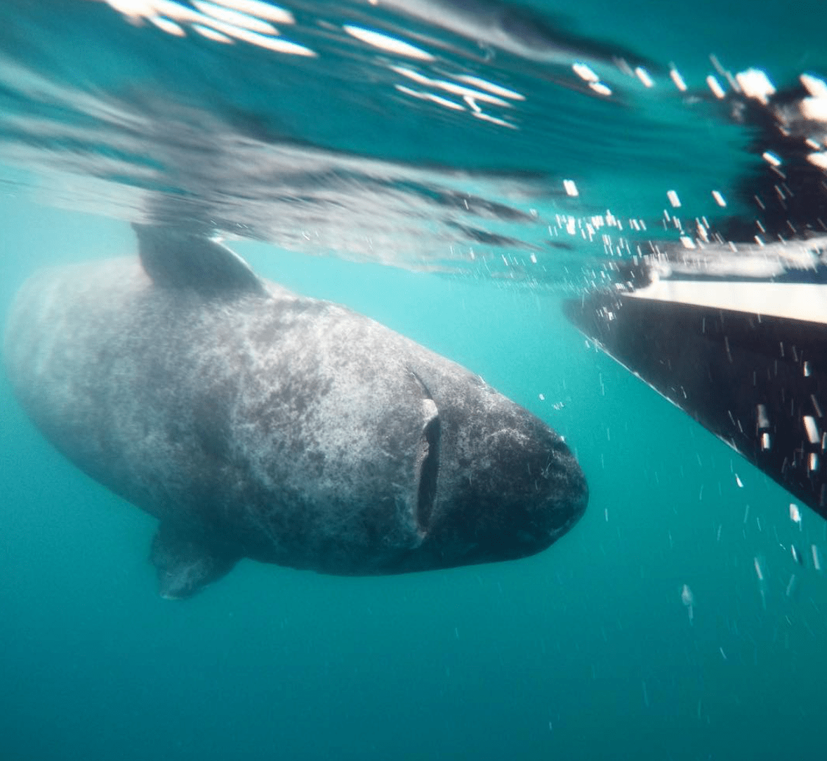 Greenland shark
