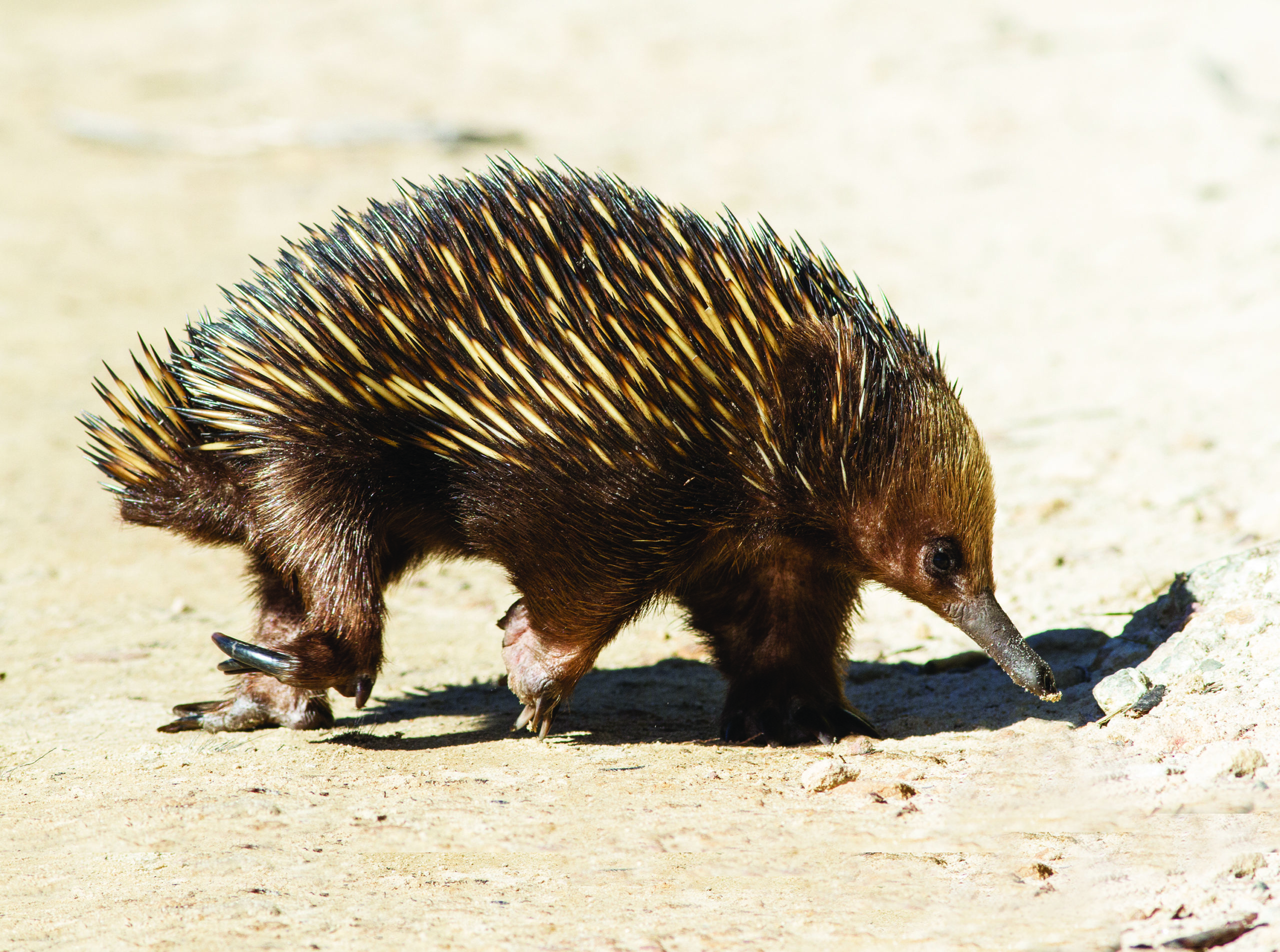 Geometri permeabilitet Harden How many assumptions have been made?' There's a lot we don't know about  echidnas - Australian Geographic