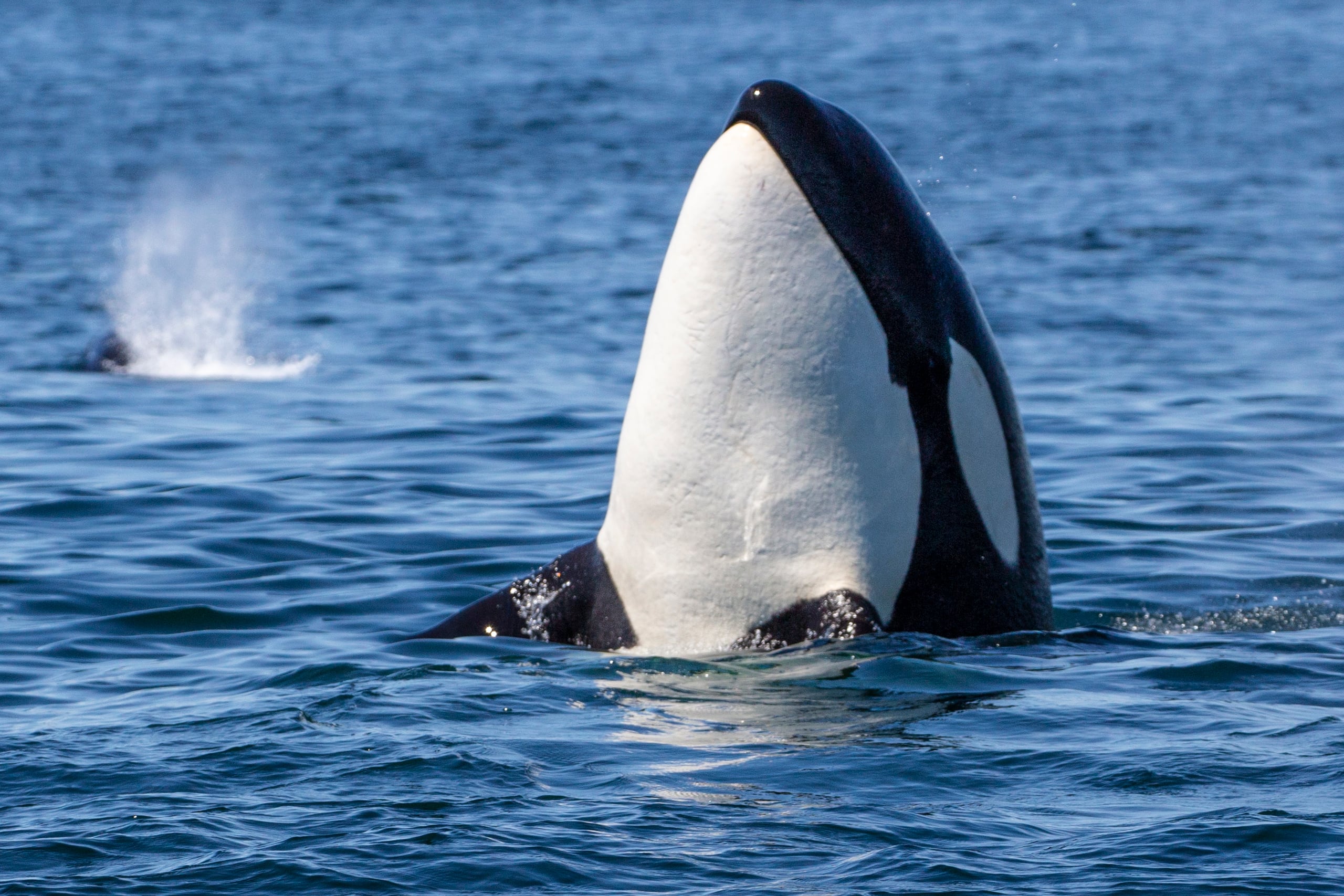 Orcas In Captivity Dorsal Fin