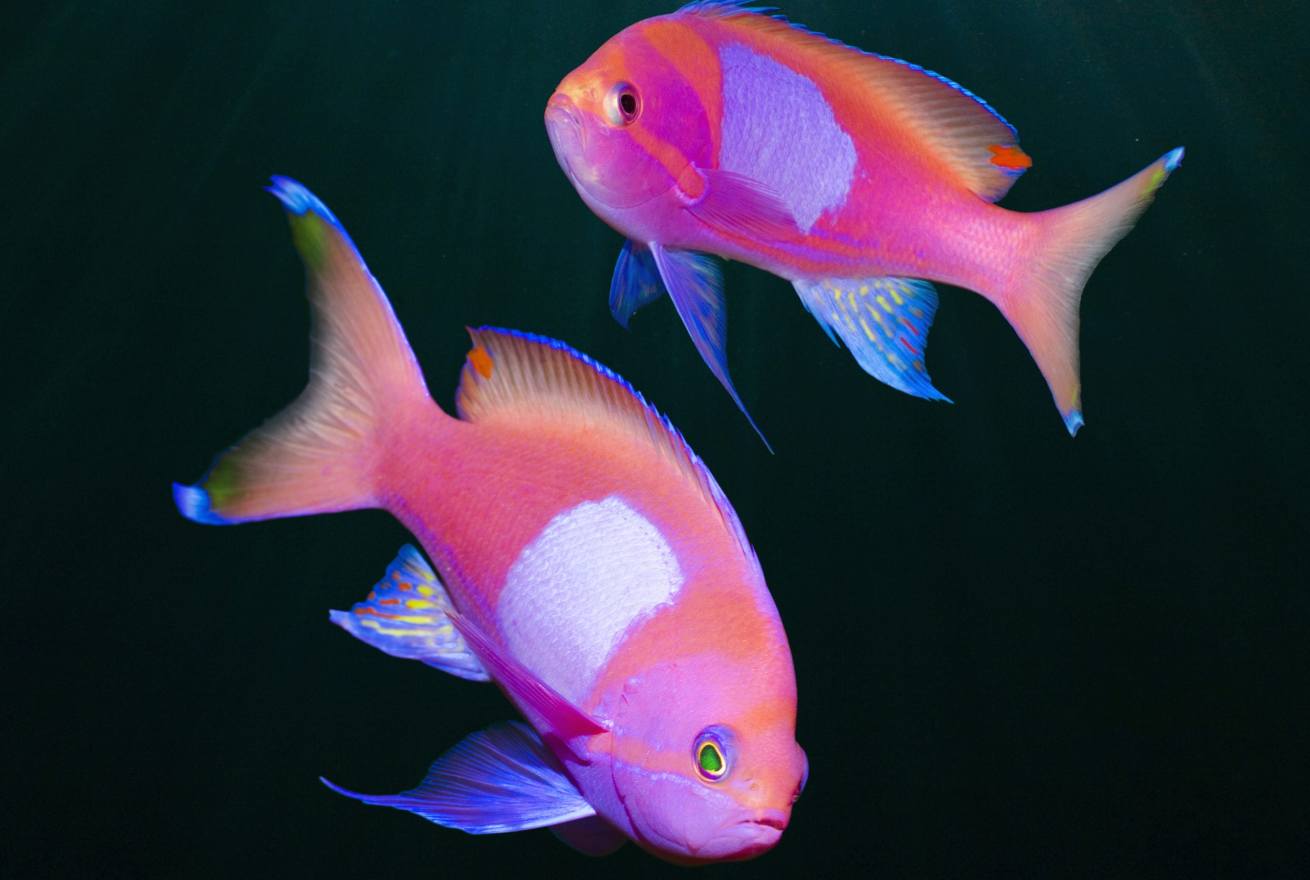 Anthias clearance