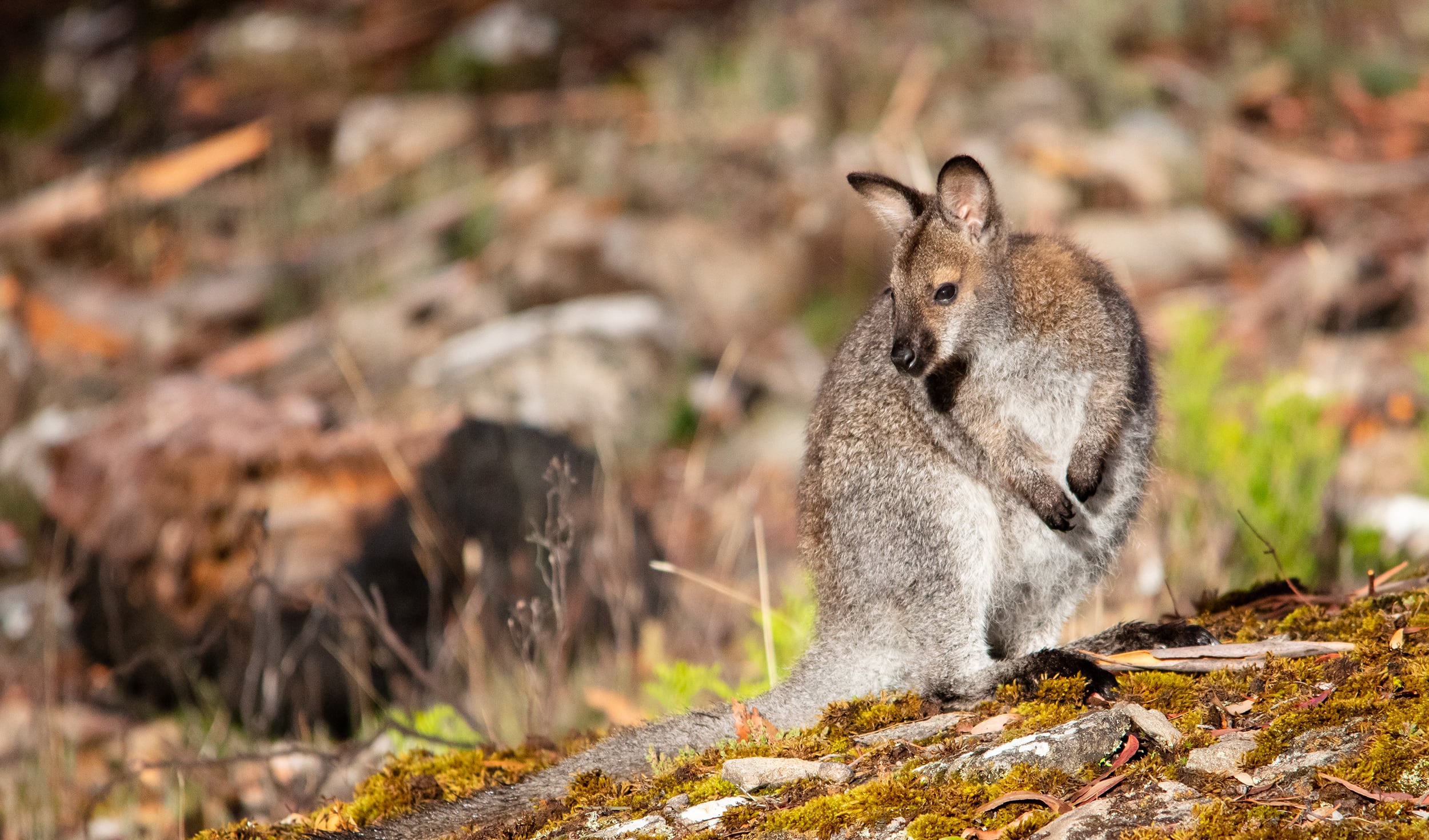 Wallabies are on the loose in Britain