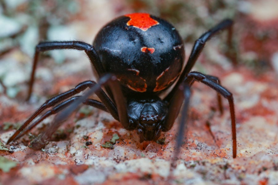 Redback Shutterstock