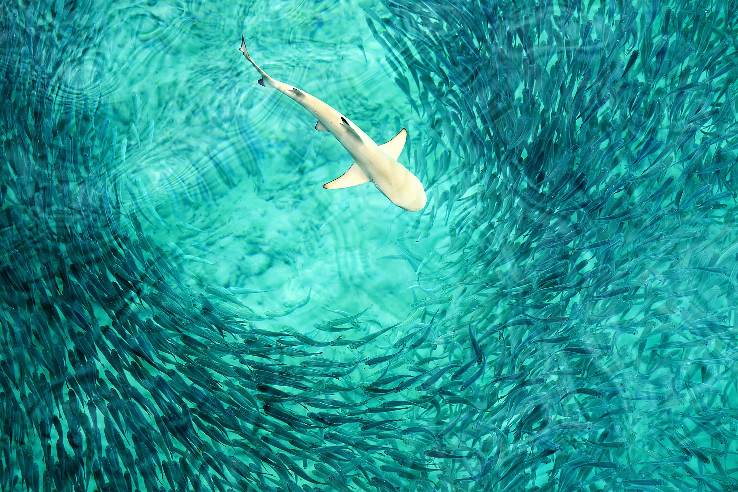 the truth about sharks