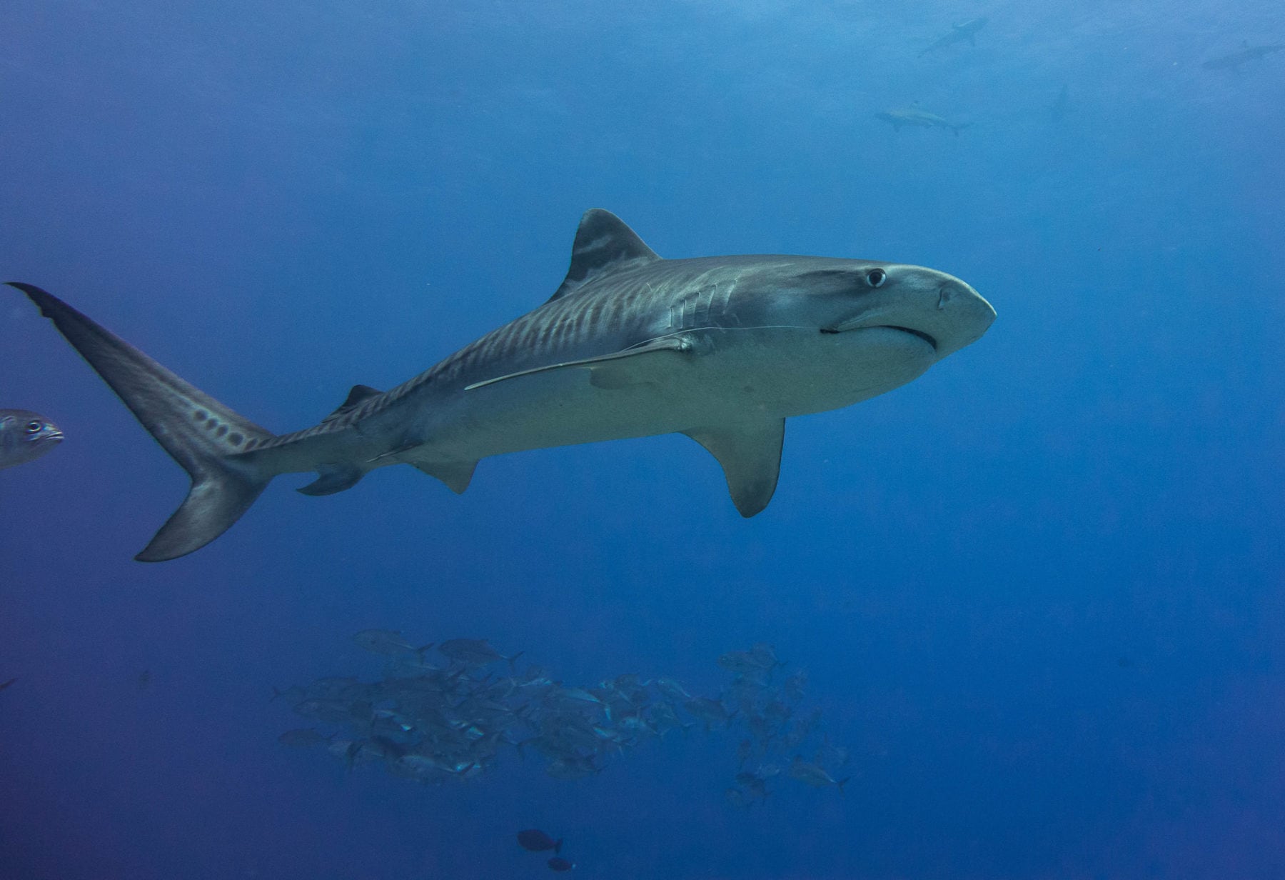 The truth about sharks - Australian Geographic