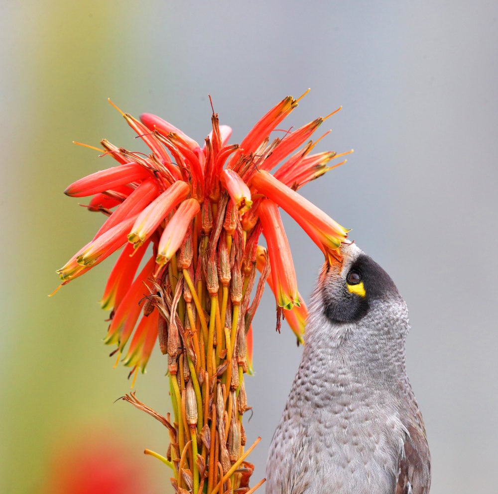 The mostcounted Aussie bird of 2020? Australian Geographic