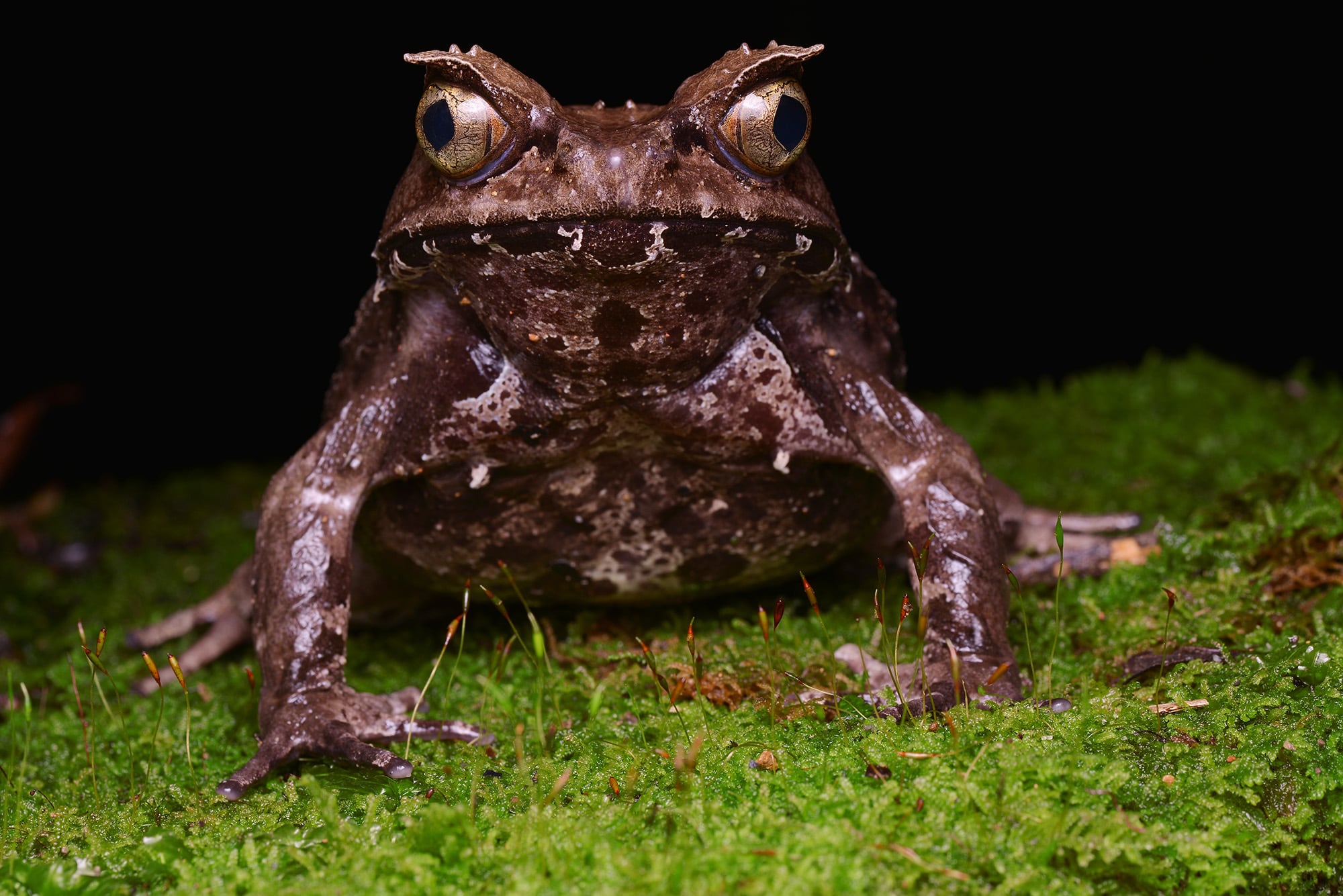 Asian horned frogs look like grouchy muppets Australian Geographic