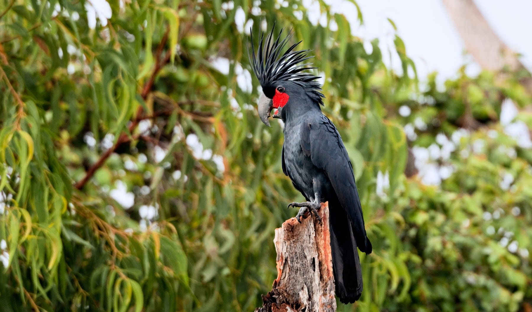 Palm cockatoo populations projected to halve in 50 years Australian
