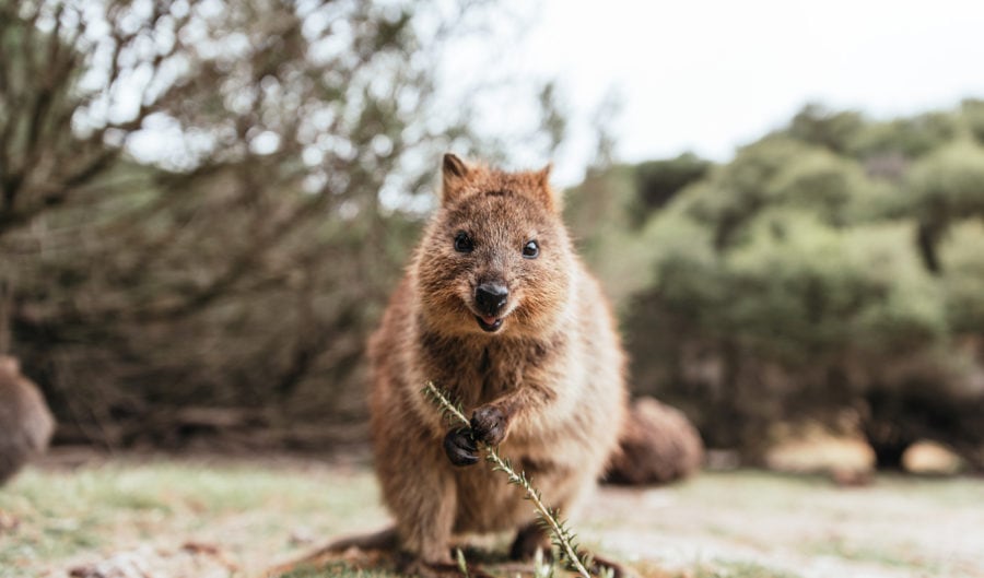 Quokka population will take over a decade to fully recover from bushfire -  Australian Geographic