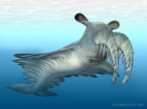 Meet The Frankenprawn An Ancient Deep Sea Monster That Had Meet The Frankenprawn An Ancient Deep Sea Monster That Had