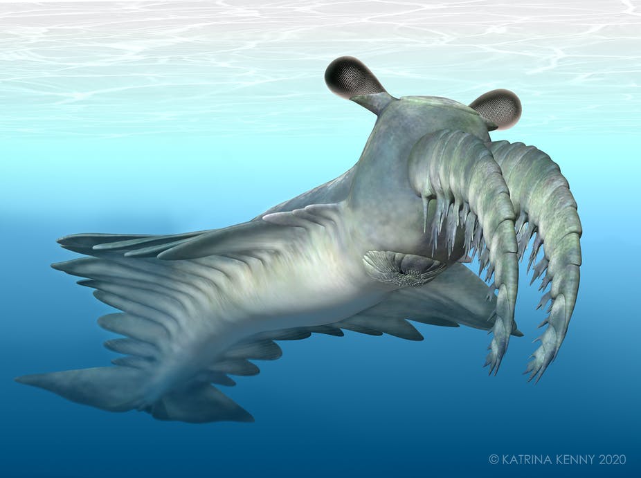 Meet the 'frankenprawn', an ancient deep sea monster that had incredible  vision - Australian Geographic