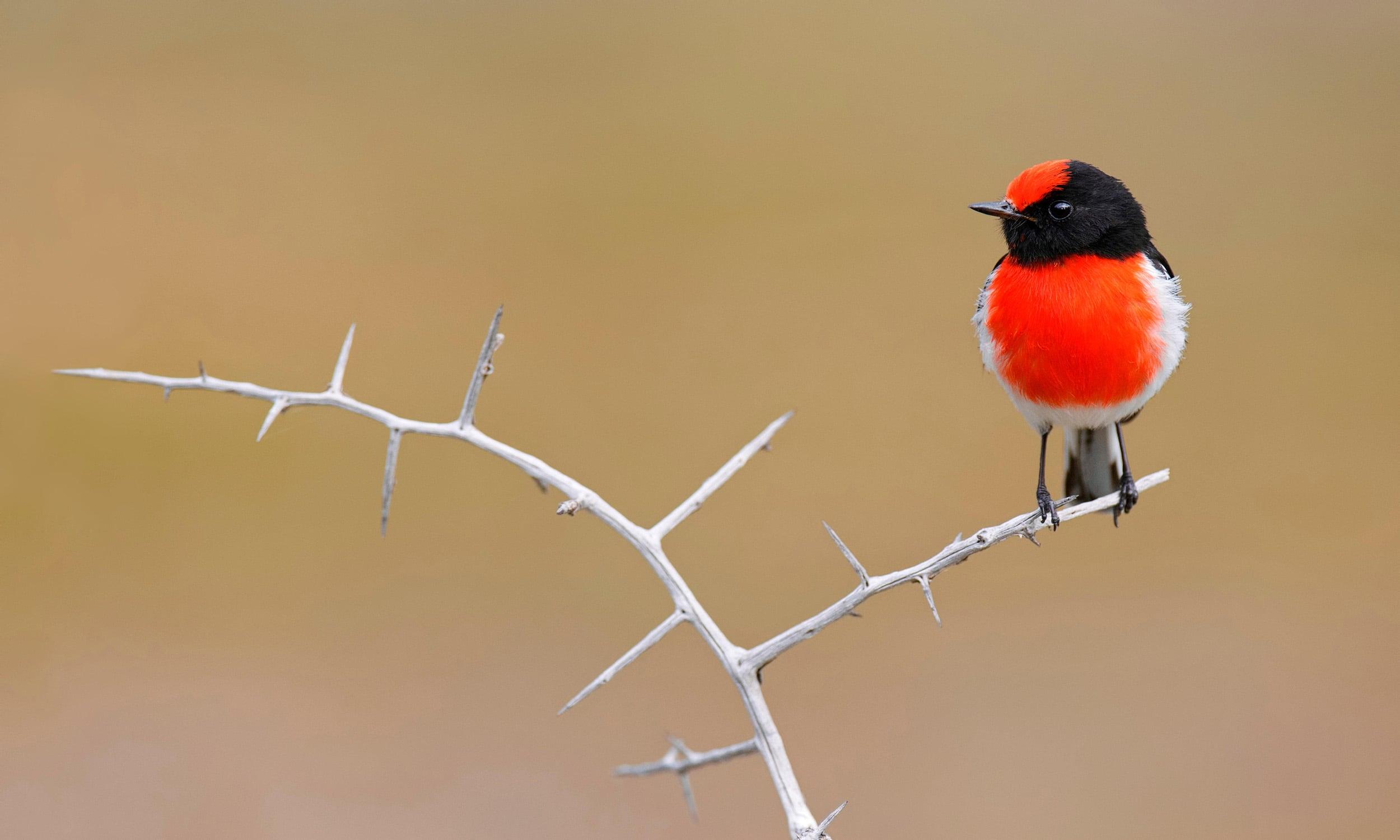 Robin redbreasts are belligerent Christmas bullies - Australian Geographic