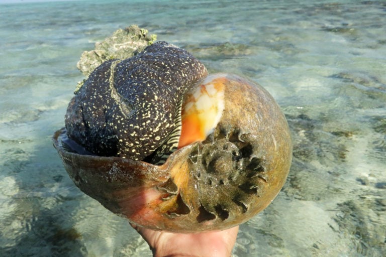 Have you ever wondered how shells are birthed? Australian Geographic