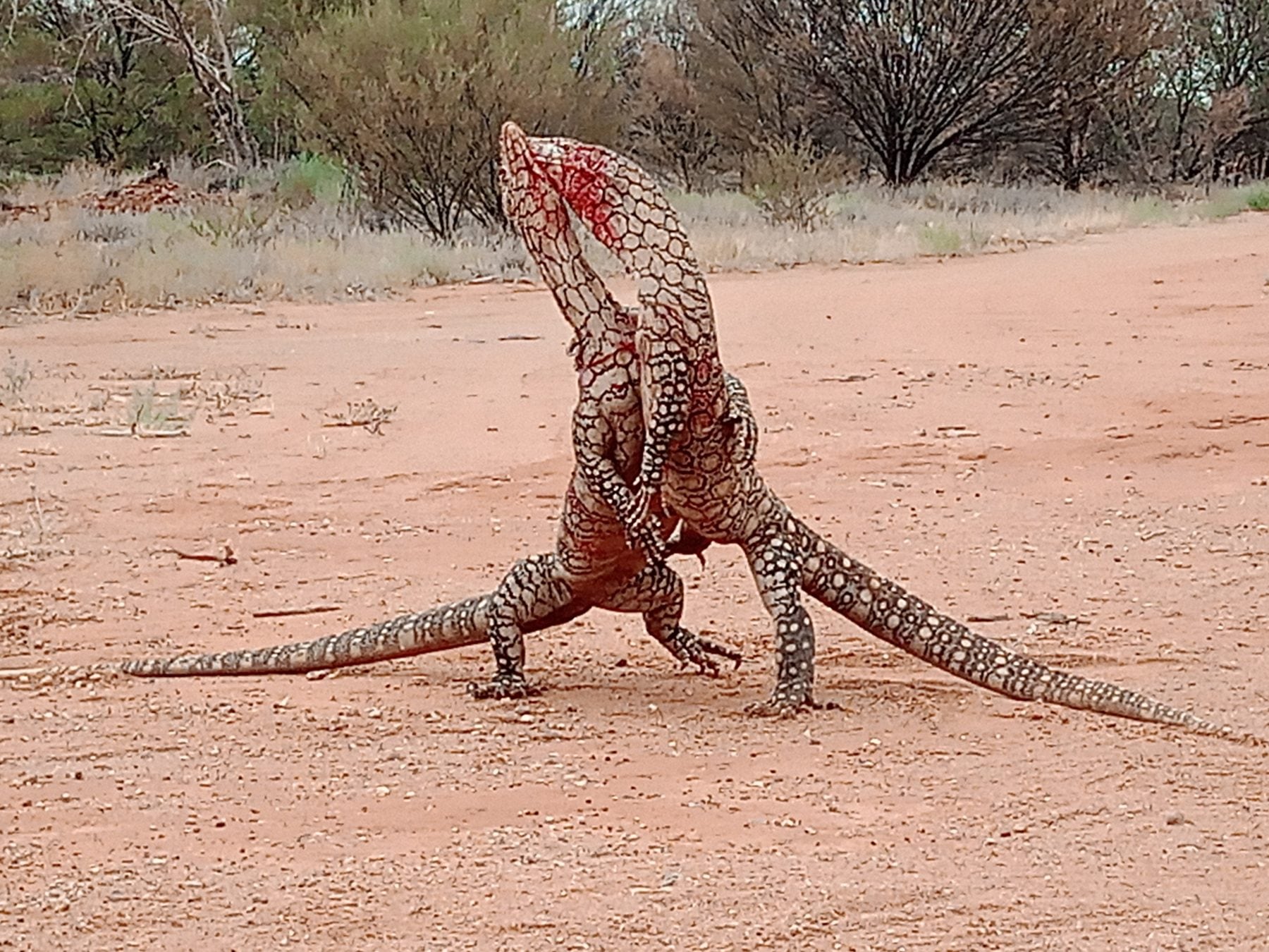 Perenties Fight To near Death Australian Geographic