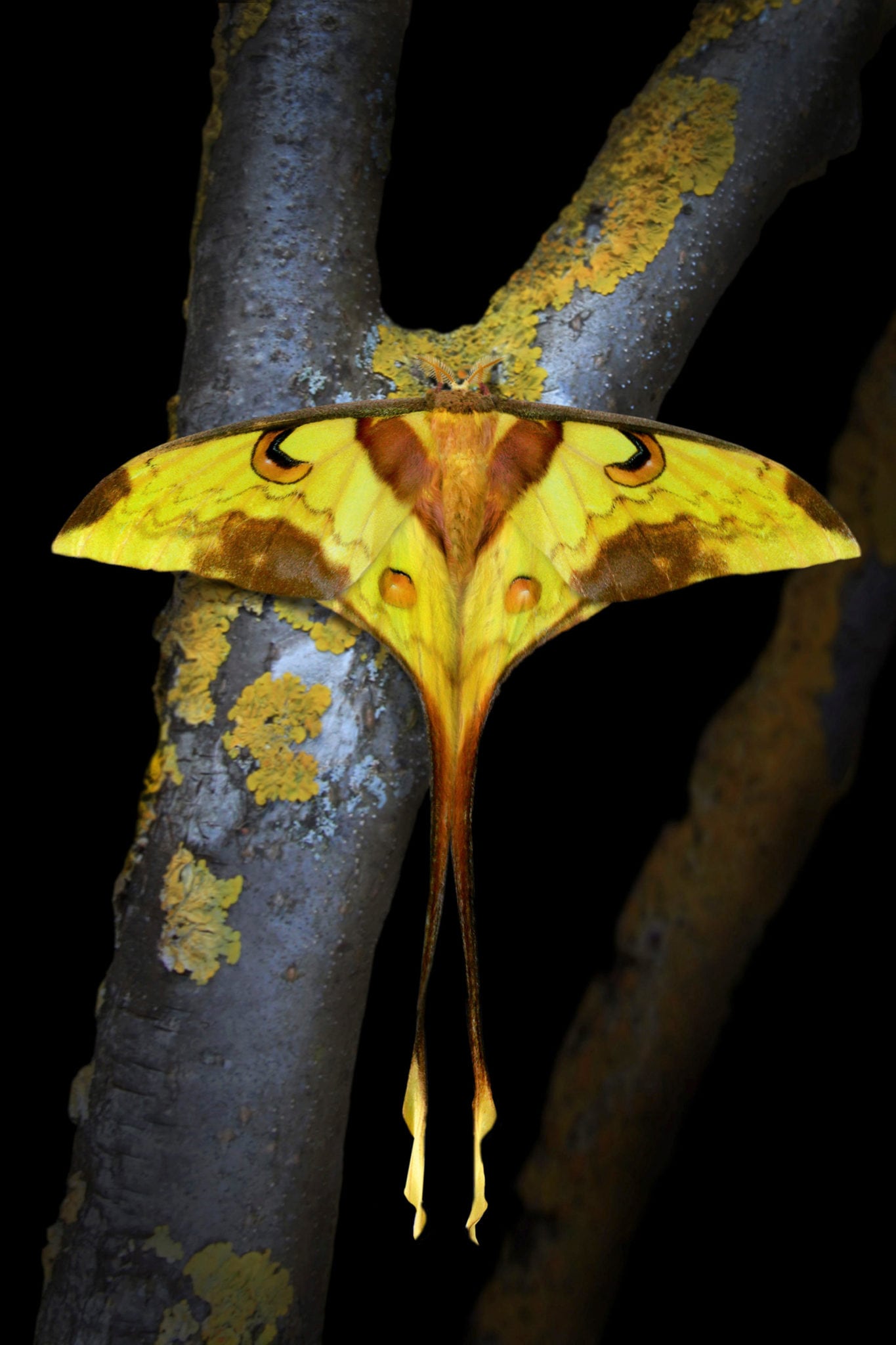 Moon moths have the creepiest energy and we’re here for it Australian