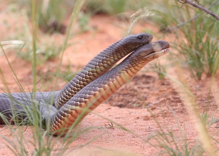 wildlife sanctuary Archiʋes - Australian Geographic